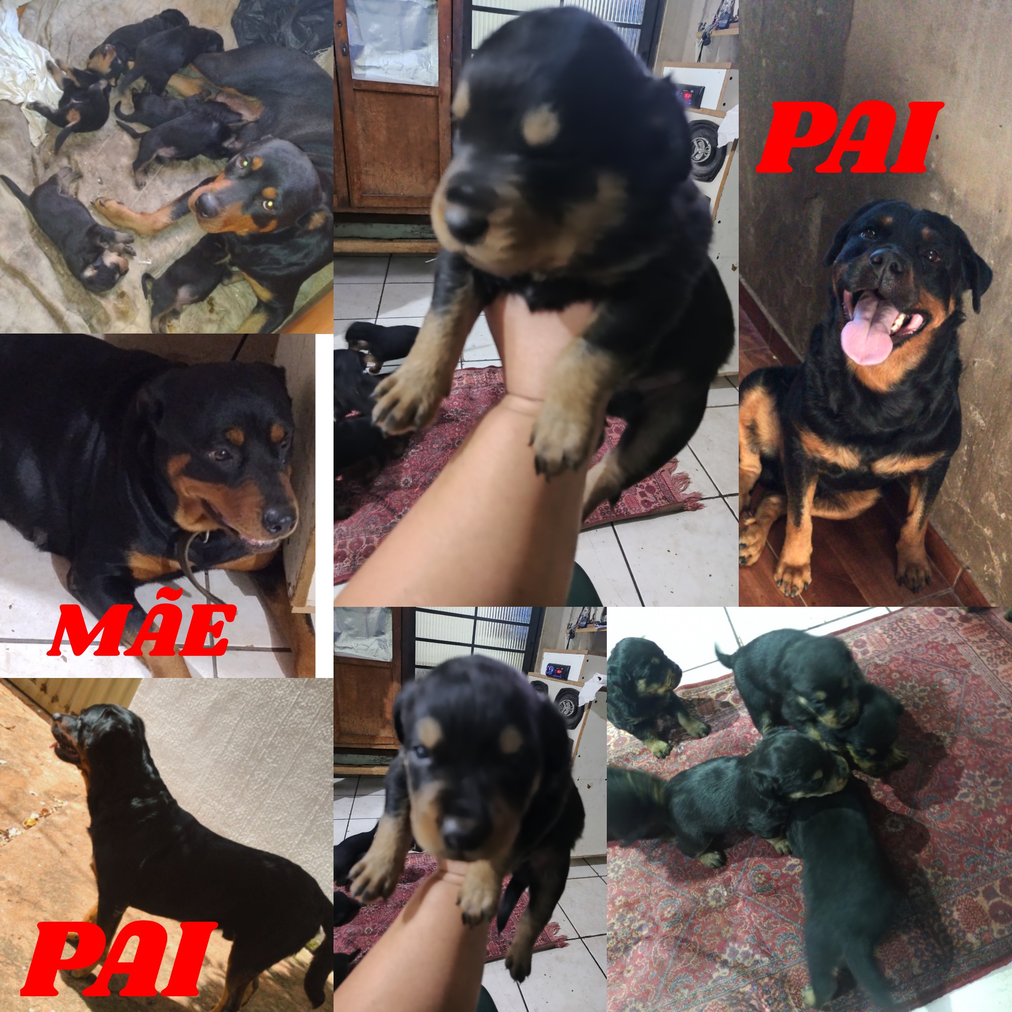 Portal Vendocão Cachorro  Uberlândia 