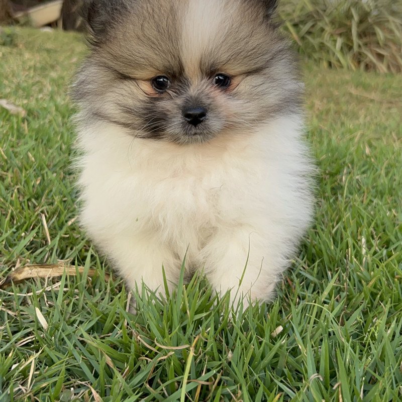 Vende-se filhote de Lulu da Pomerania