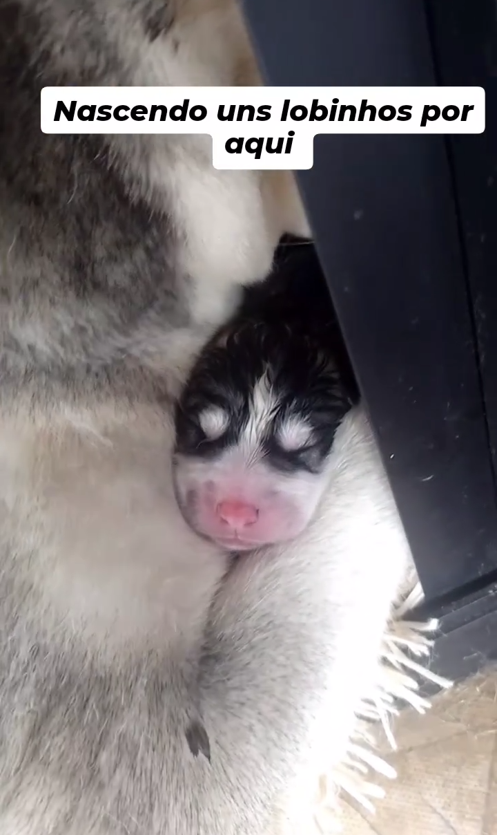 Portal Vendocão Filhotes Husky Siberiano  Cariacica