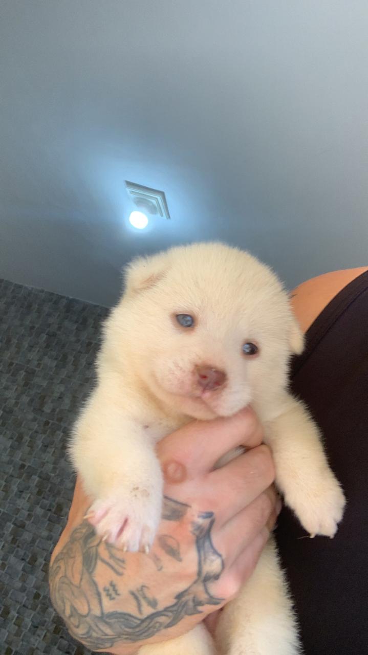 Portal Vendocão Filhotes de Akita inu Queimados.