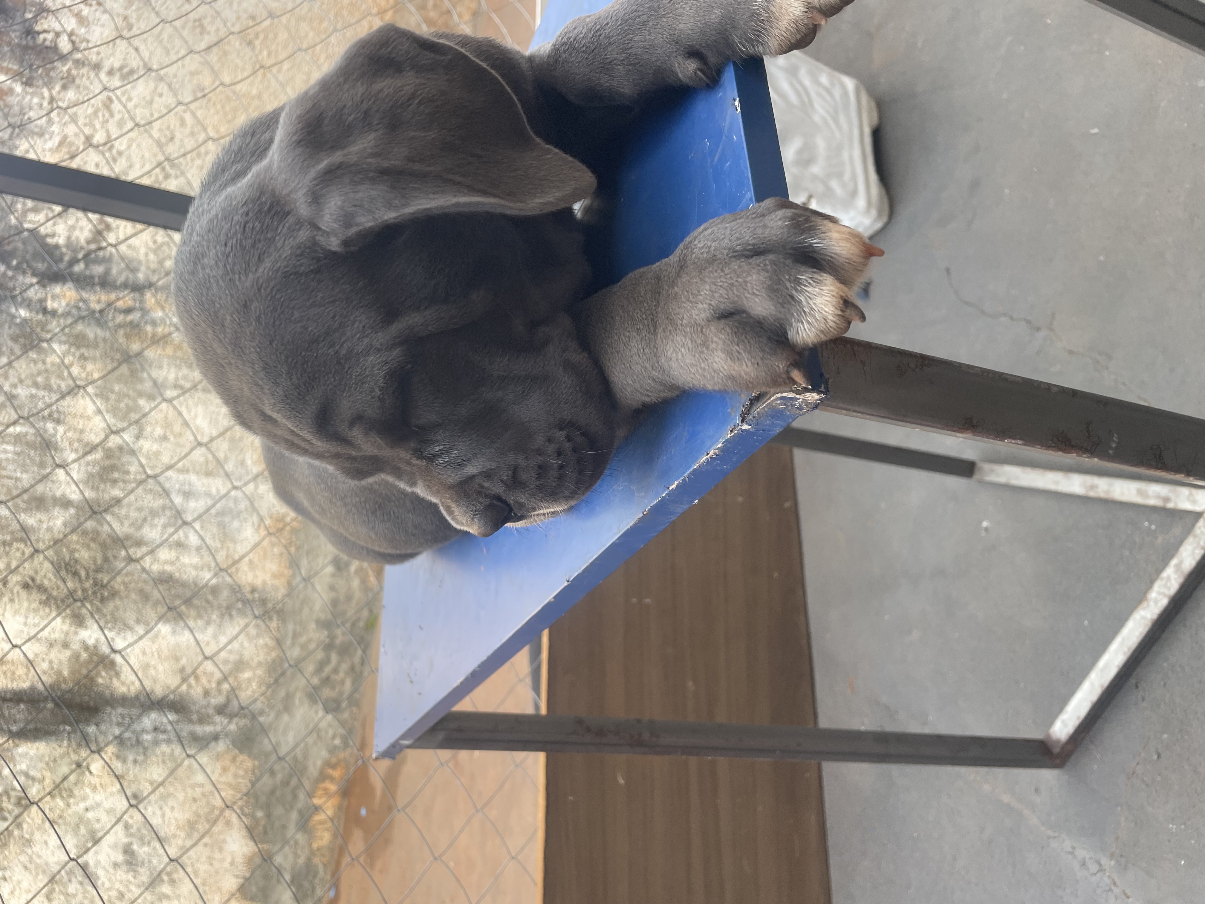 Portal Vendocão Macho e fêmea de Cane Corso São José do Rio Preto 
