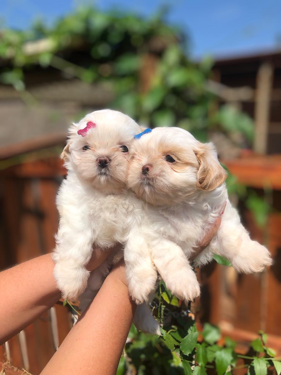 Portal Vendocão Princes Kennel disponibiliza 2 fêmeas de shihtzu Campo Grande