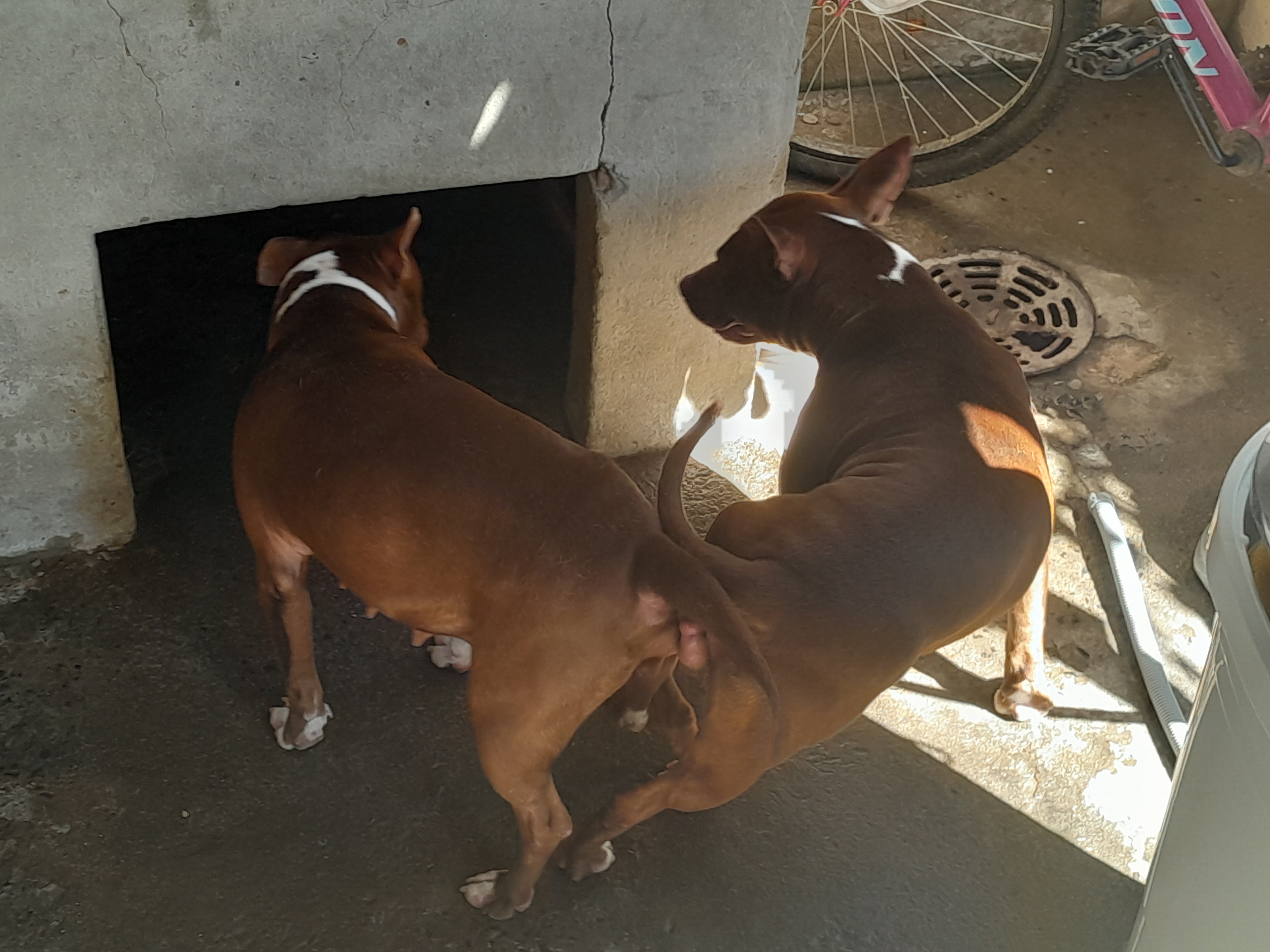 Portal Vendocão Red nesse  Porto Alegre 