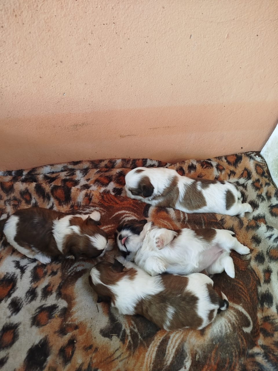 Shitzu  - Foto 5