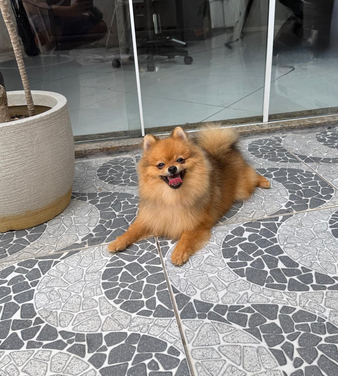 Lindo filhote de Spitz Alemão (Lulu da Pomerânia) macho disponível! - Foto 1