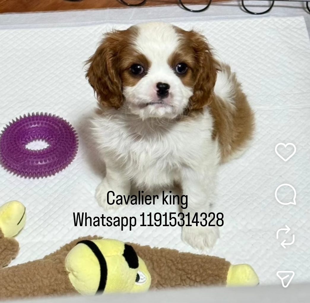 Cavalier king Charles  - Foto 1