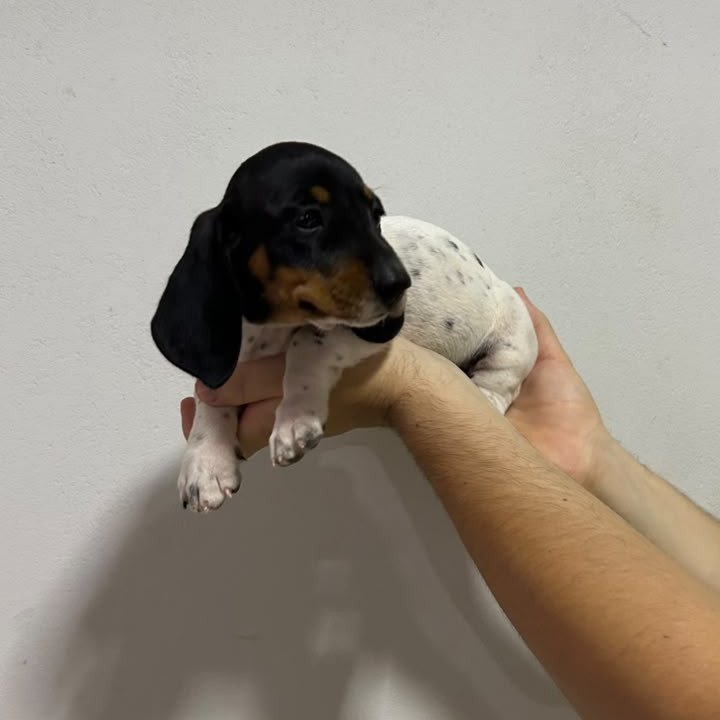 Filhote de salsicha dachshund
