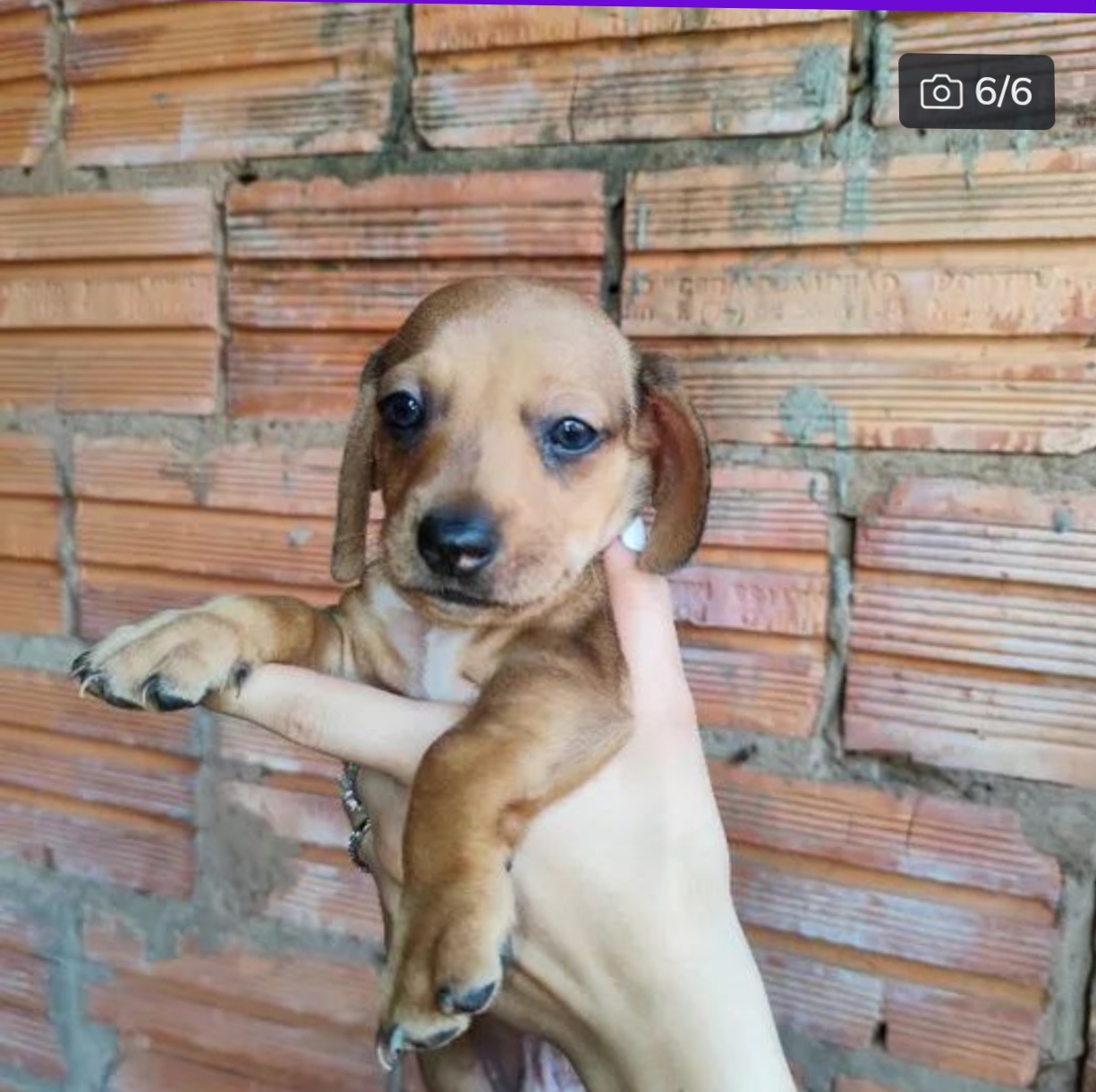 Portal Vendocão Cofap Anão macho (Famosos salsichinhas, dachshund, Basset anão ) Jataí 