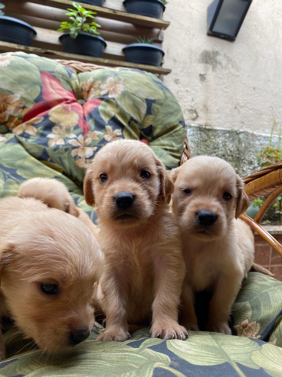 Golden retriever  - Foto 1