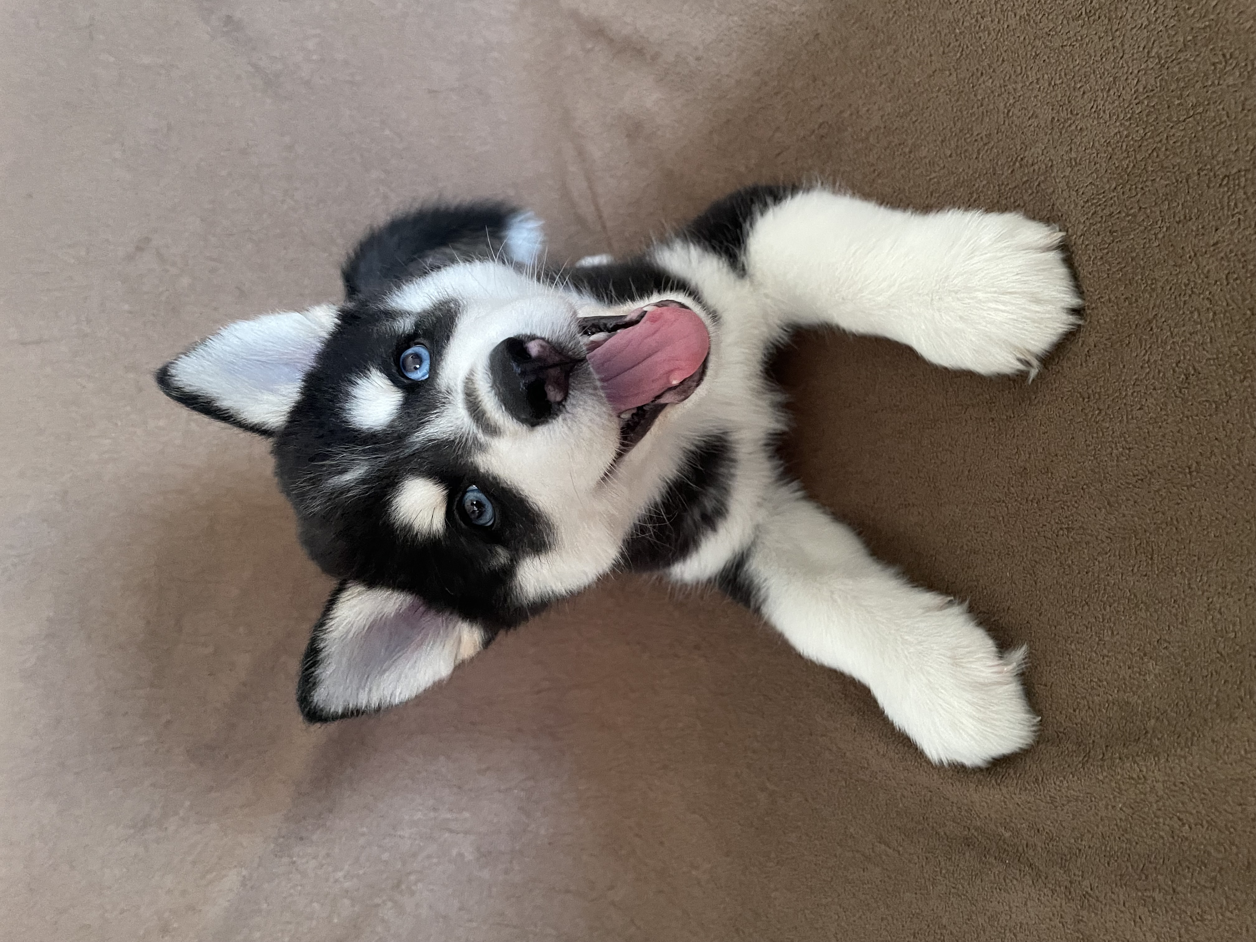 Portal Vendocão Filhote de husky siberiano - macho - 2 meses - Fortaleza Ceará  Fortaleza Ceará 