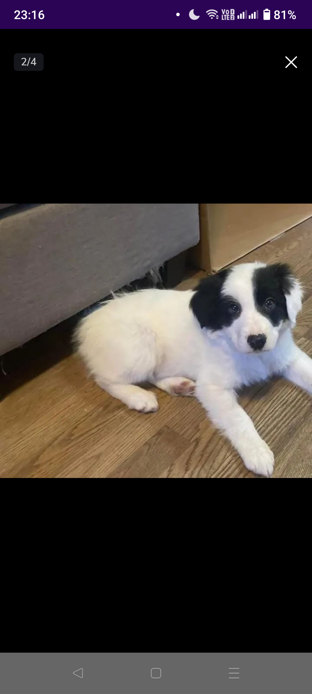 Portal Vendocão Border collie  São Paulo