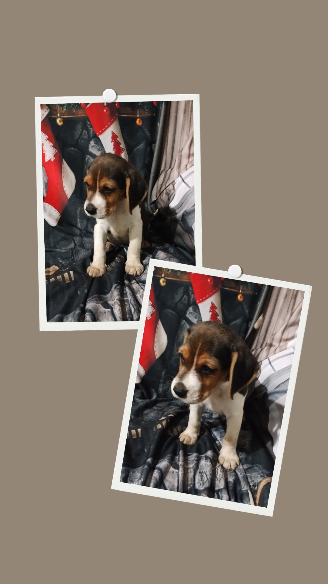 Portal Vendocão Filhotes de Beagle  São Gonçalo