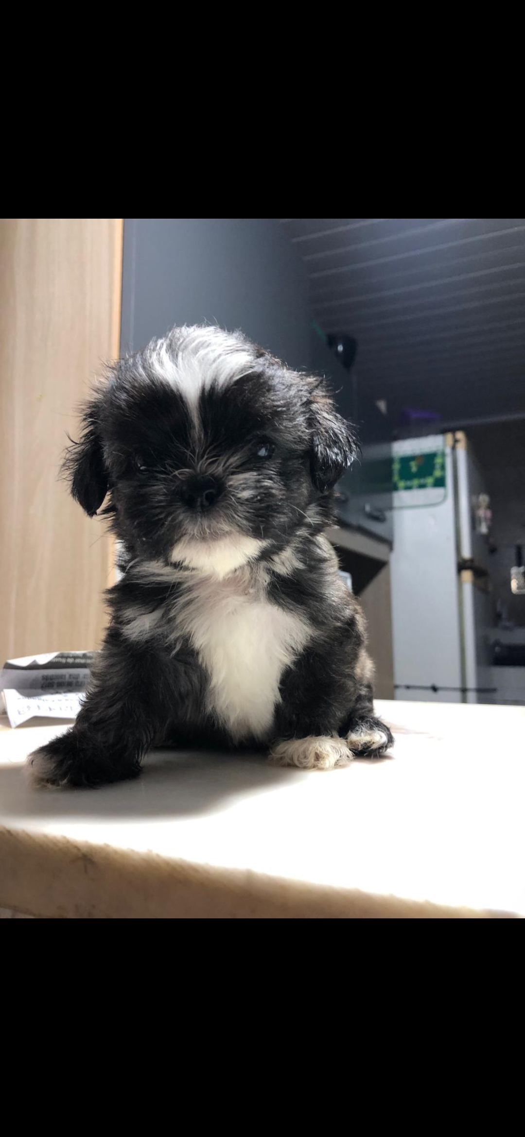 Portal Vendocão Lindo bebê Shihtzu 2 meses. Vermifugado!  Vem c enxoval! Salvador