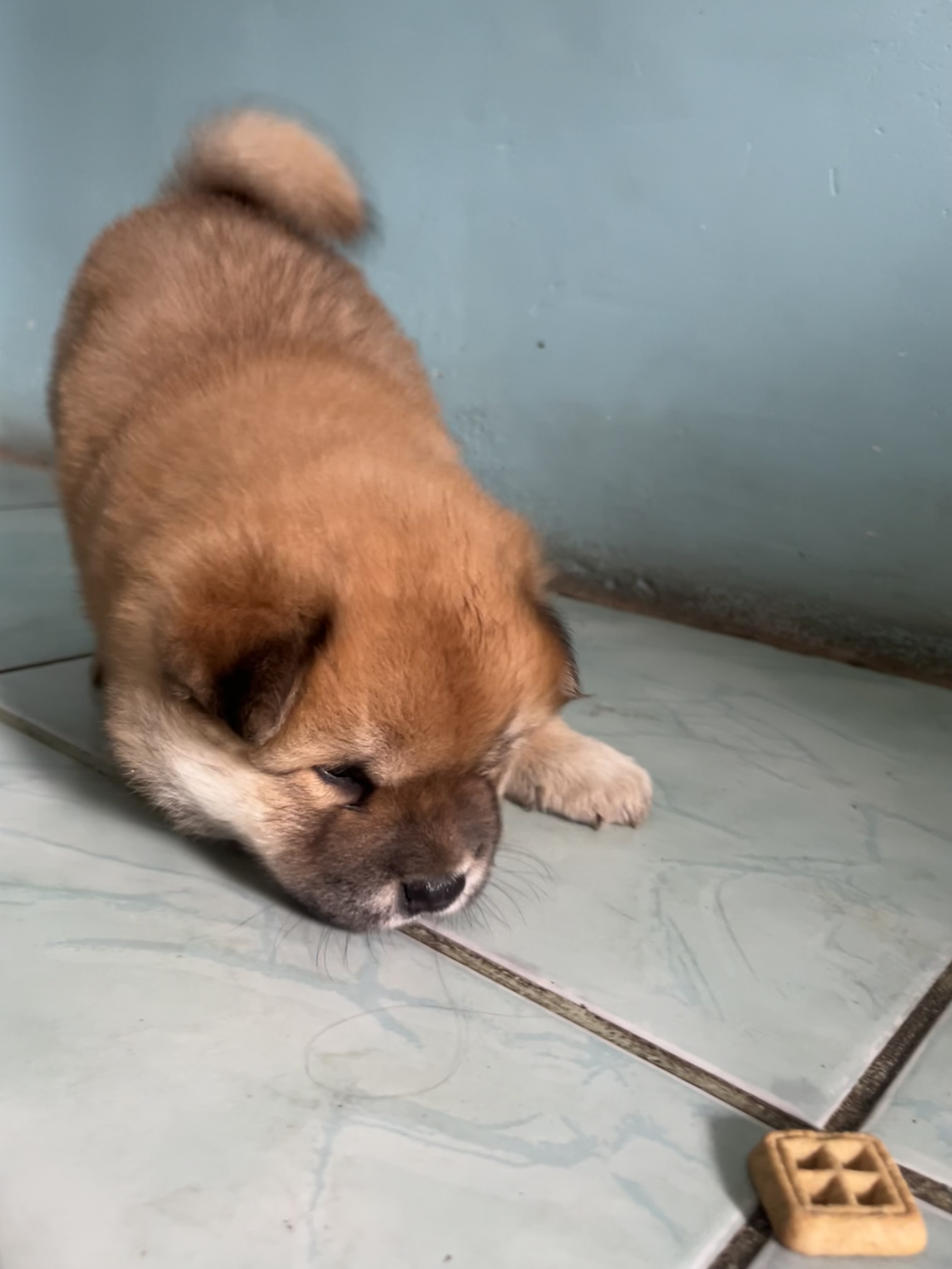 Portal Vendocão Cachorro chowchow Ananindeua