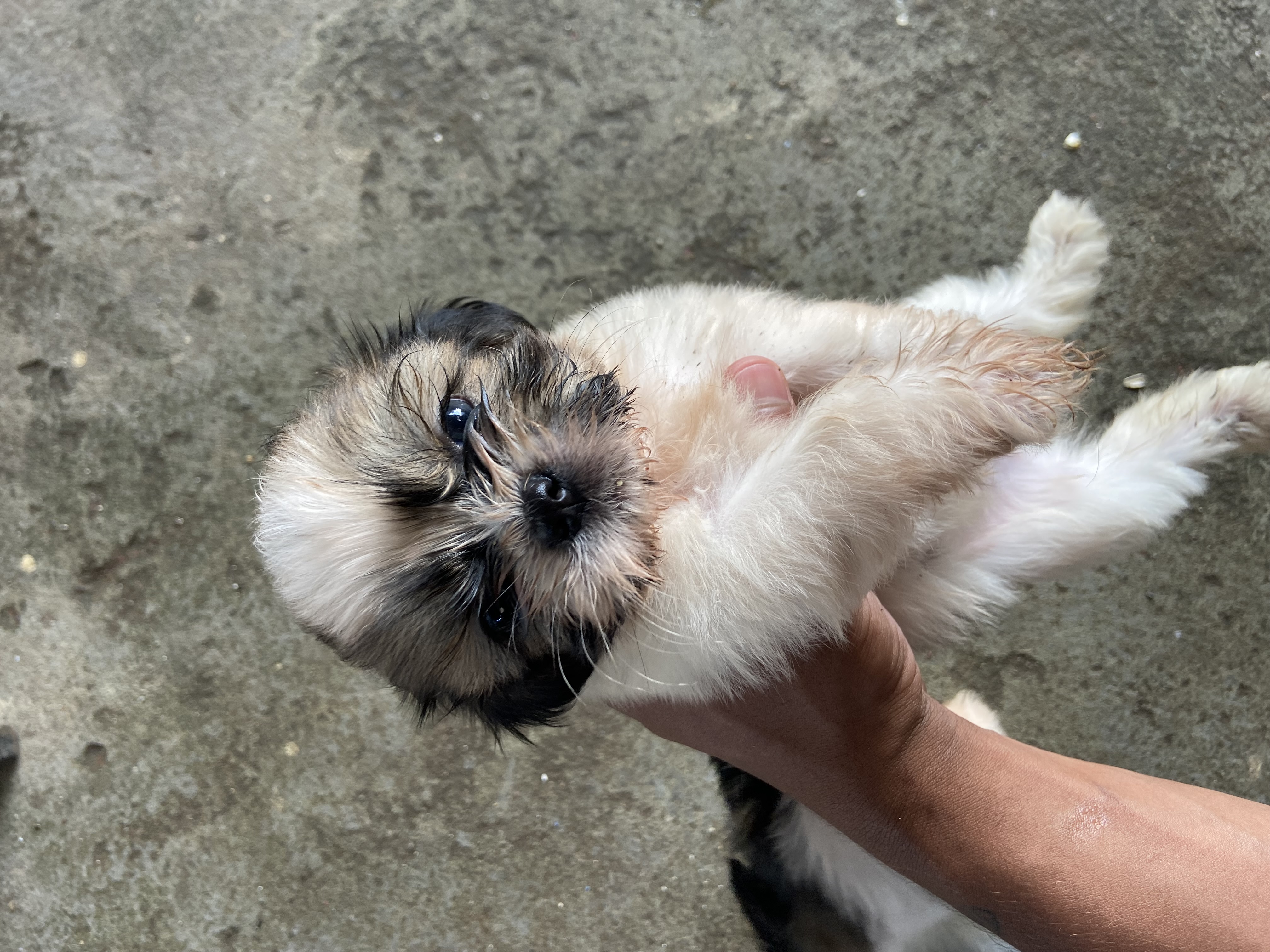 Filhotes de Shih tzu - Foto 4