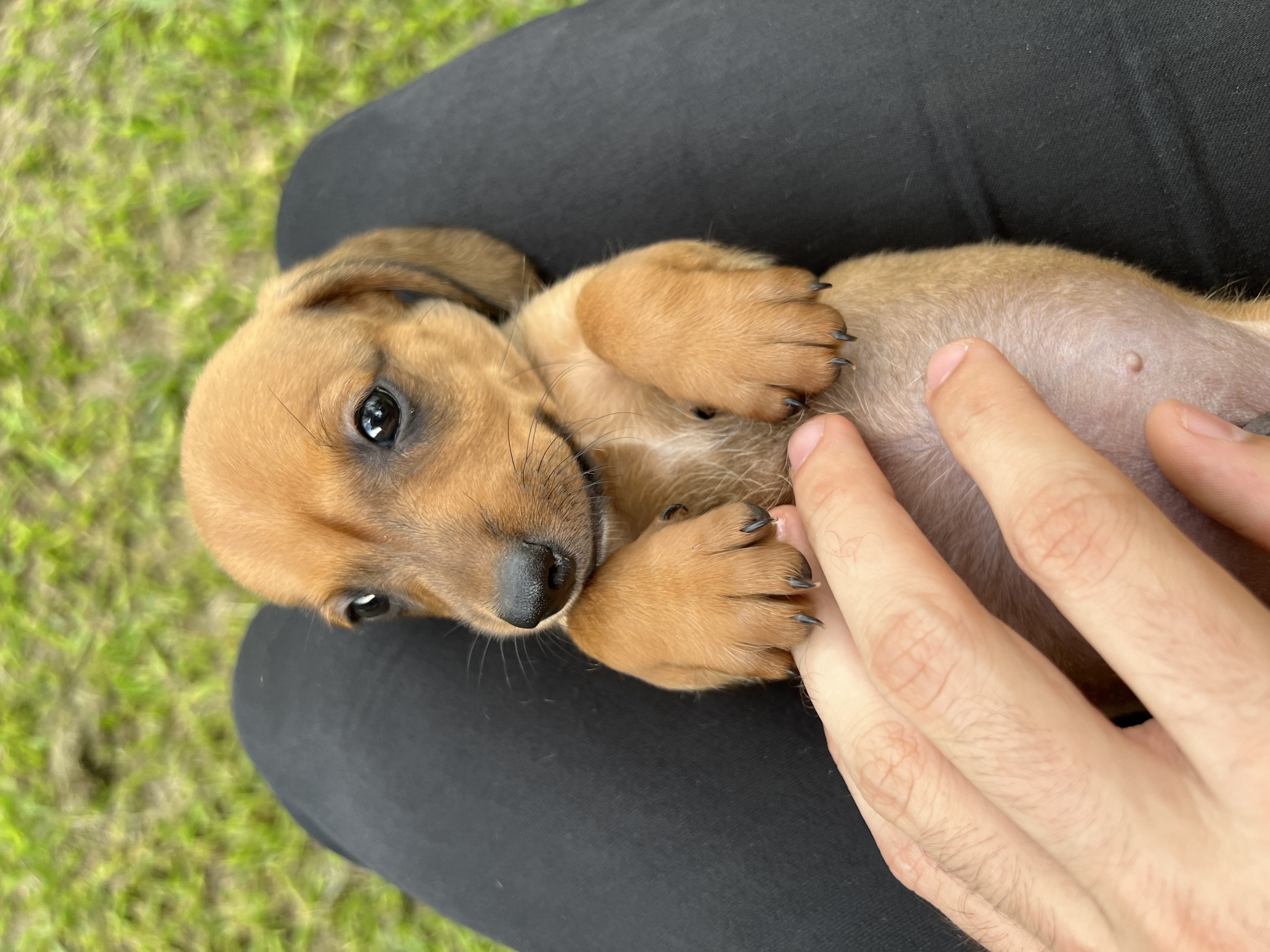 Portal Vendocão Dachshund Anapolis 