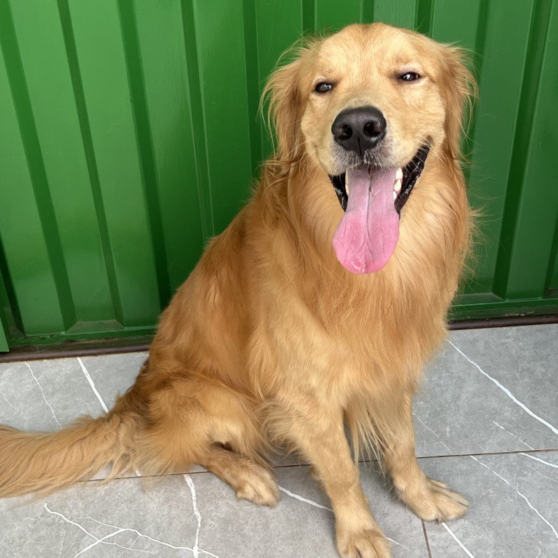 🐶 Olá, pessoal!  Estou com lindos filhotes de Golden Retriever disponíveis em Divinópolis/MG. 🐾❤️  ✅ Filhotes saudáveis e muito bem cuidados. ✅ Entregues na idade ideal. ✅ Com os cuidados conforme a idade. ✅ Envio fotos, vídeos e faço chamada de vídeo para quem desejar conhecer os filhotes.  O Golde - Foto 4
