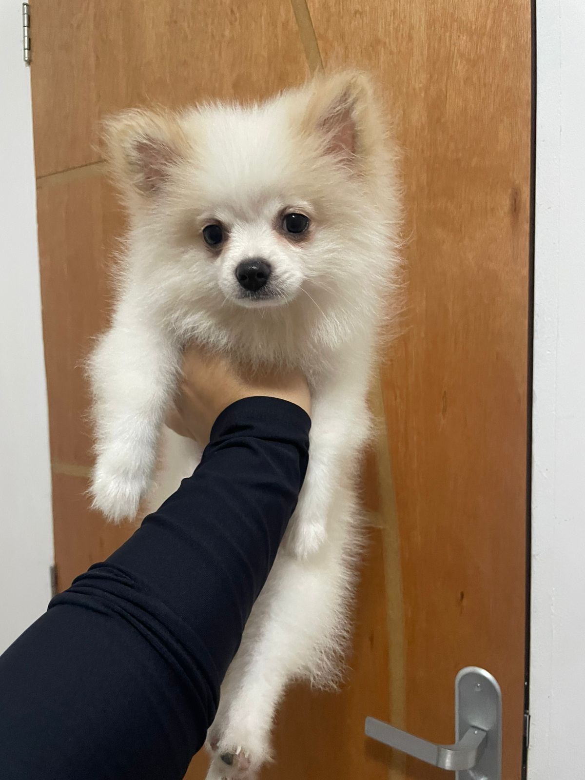 Vendo Esse Lindo Lulu-Da-Pomerânia - Foto 3