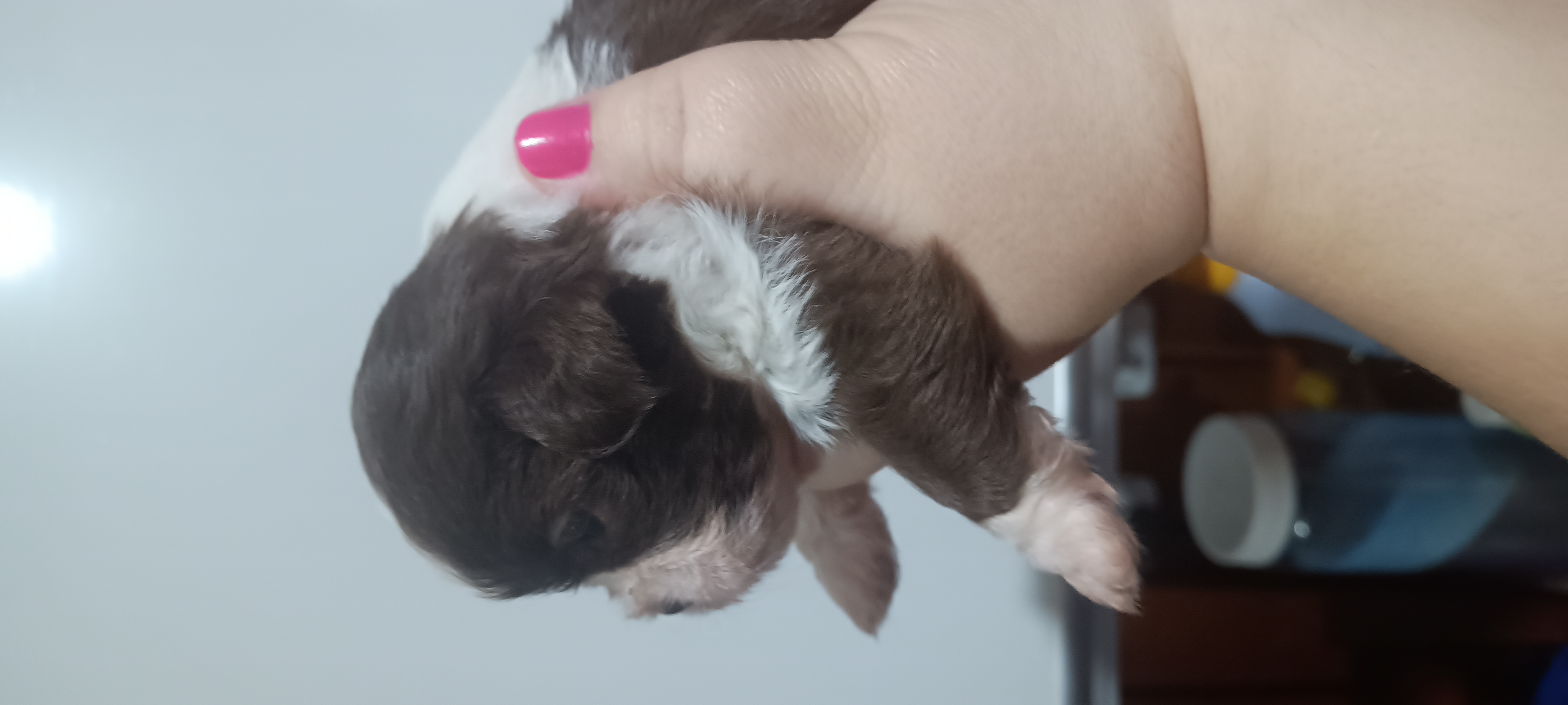 Portal Vendocão Lhasa apso puros micro  Palhoça 