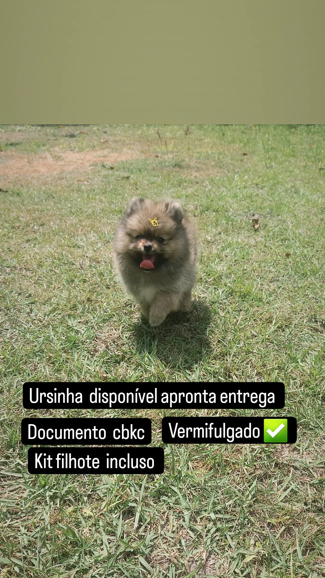 Portal Vendocão Spitz-alemão fêmea  Maranguape 