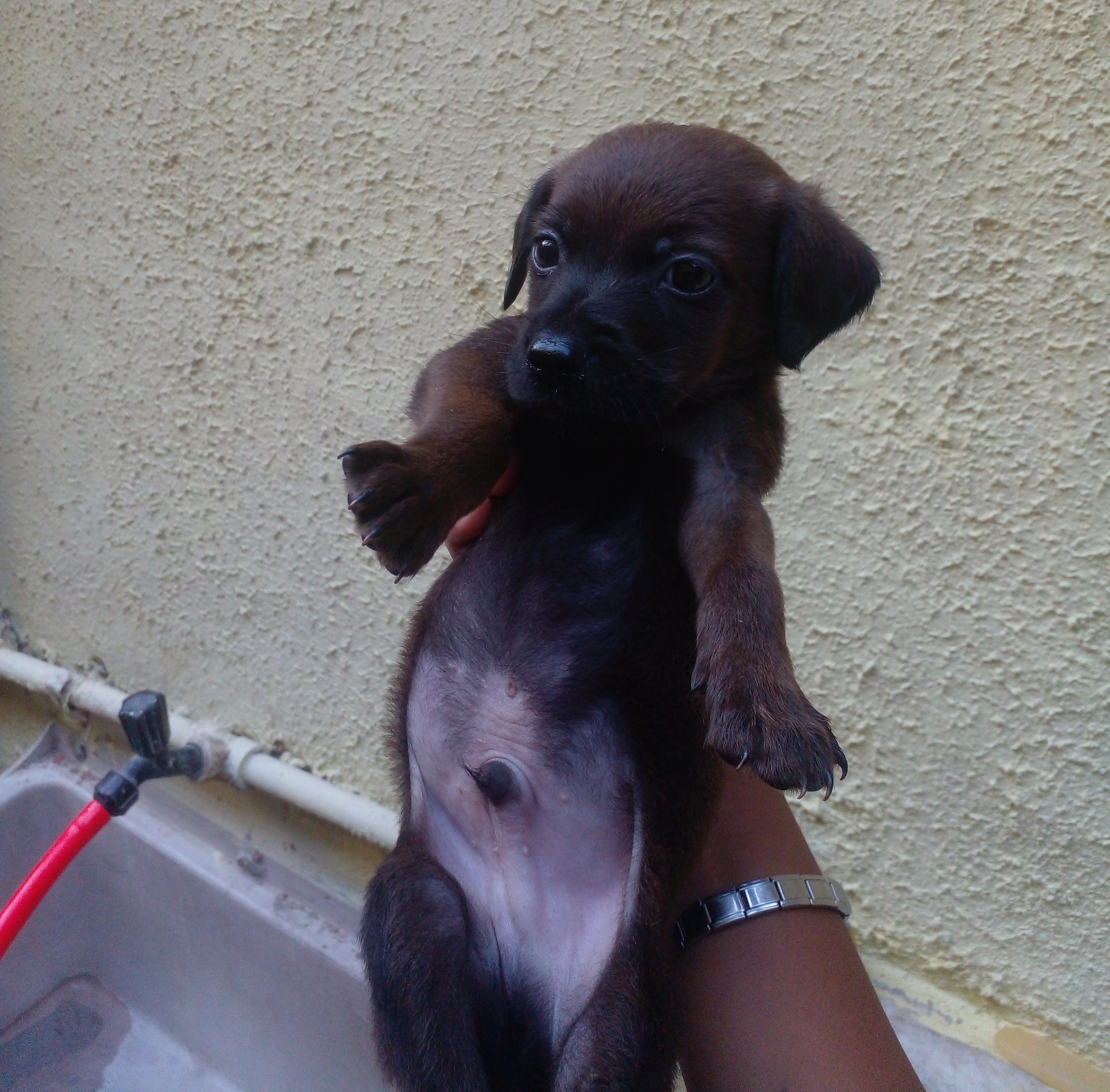Filhotes de cachorros - Foto 3