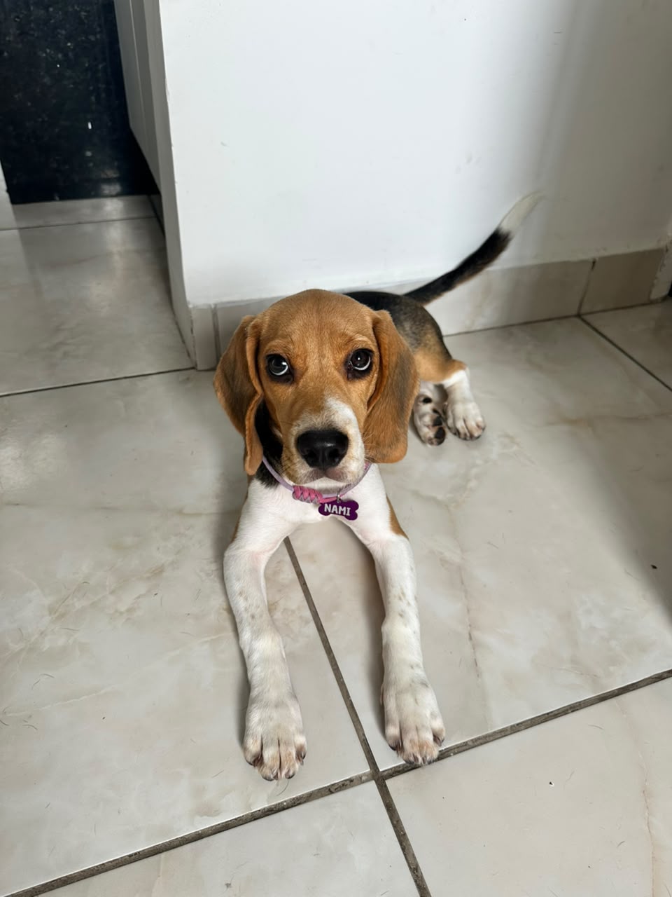 Filhote muito dócil de beagle, 5 meses, uma bebê.