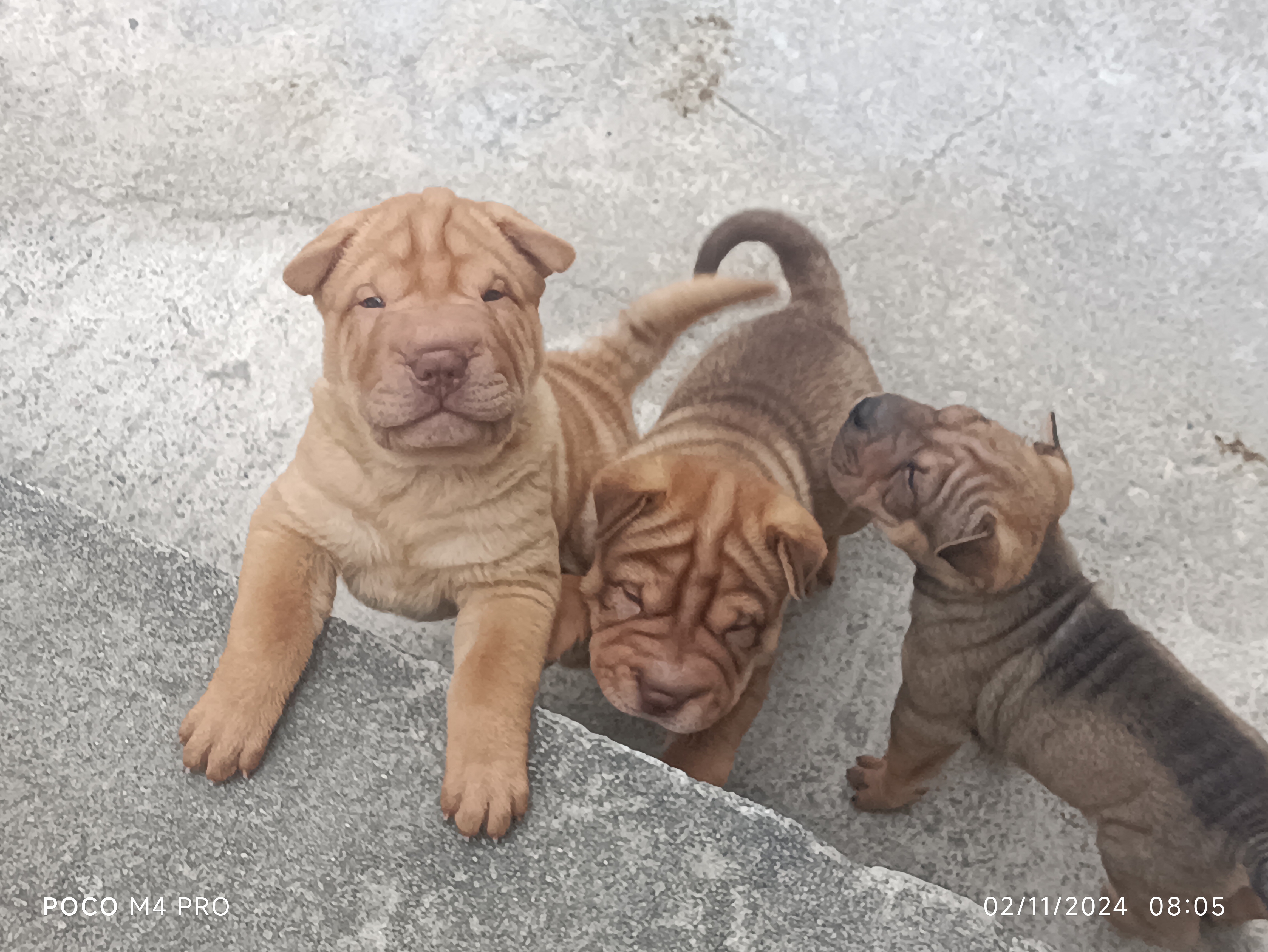 Portal Vendocão Filhotes de Sharpei  Nordestina 