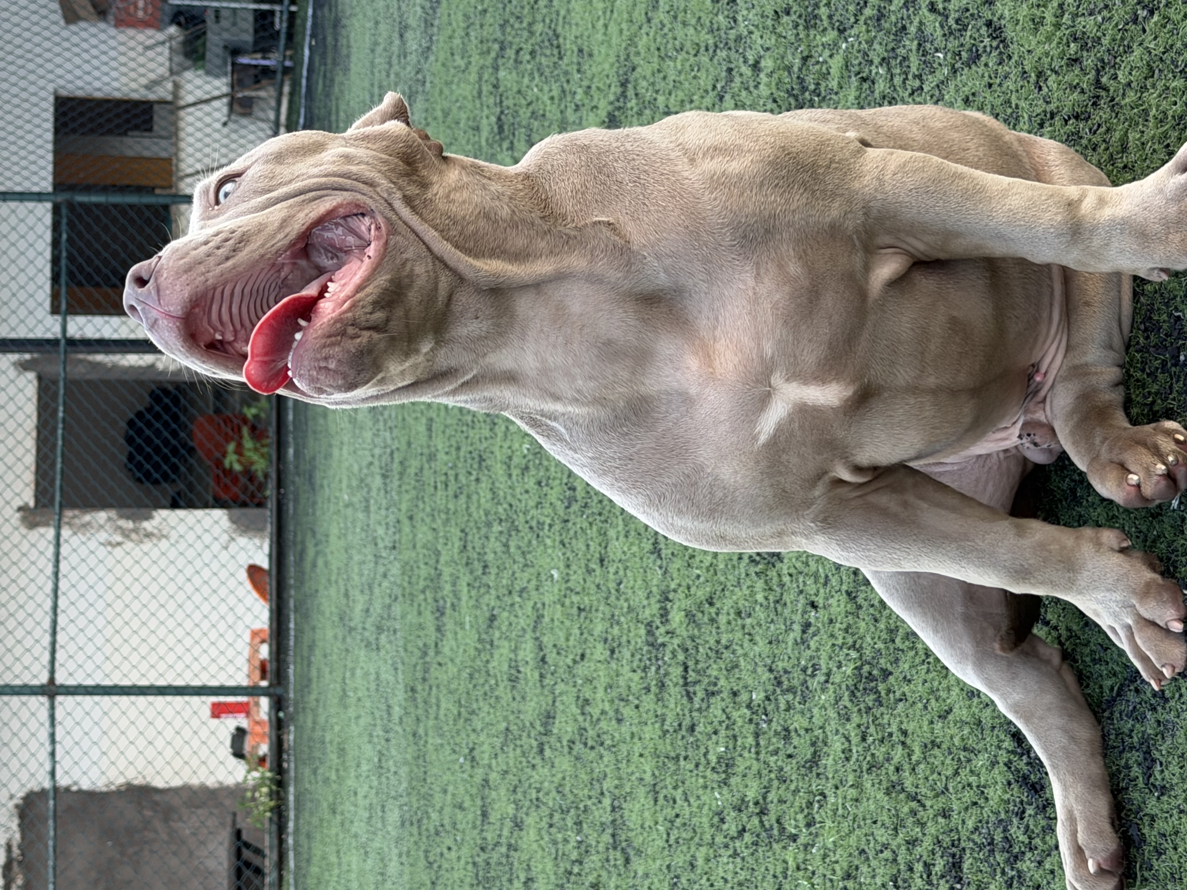Pit Monster 