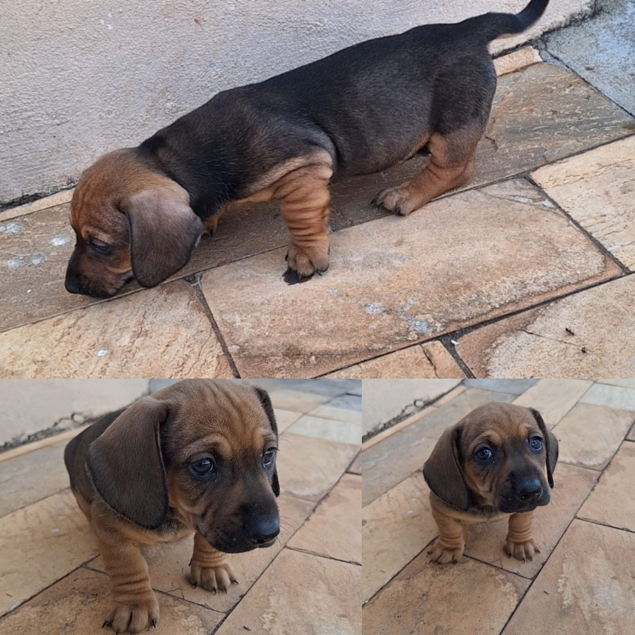 Portal Vendocão Filhote de Dachshund Uberlândia