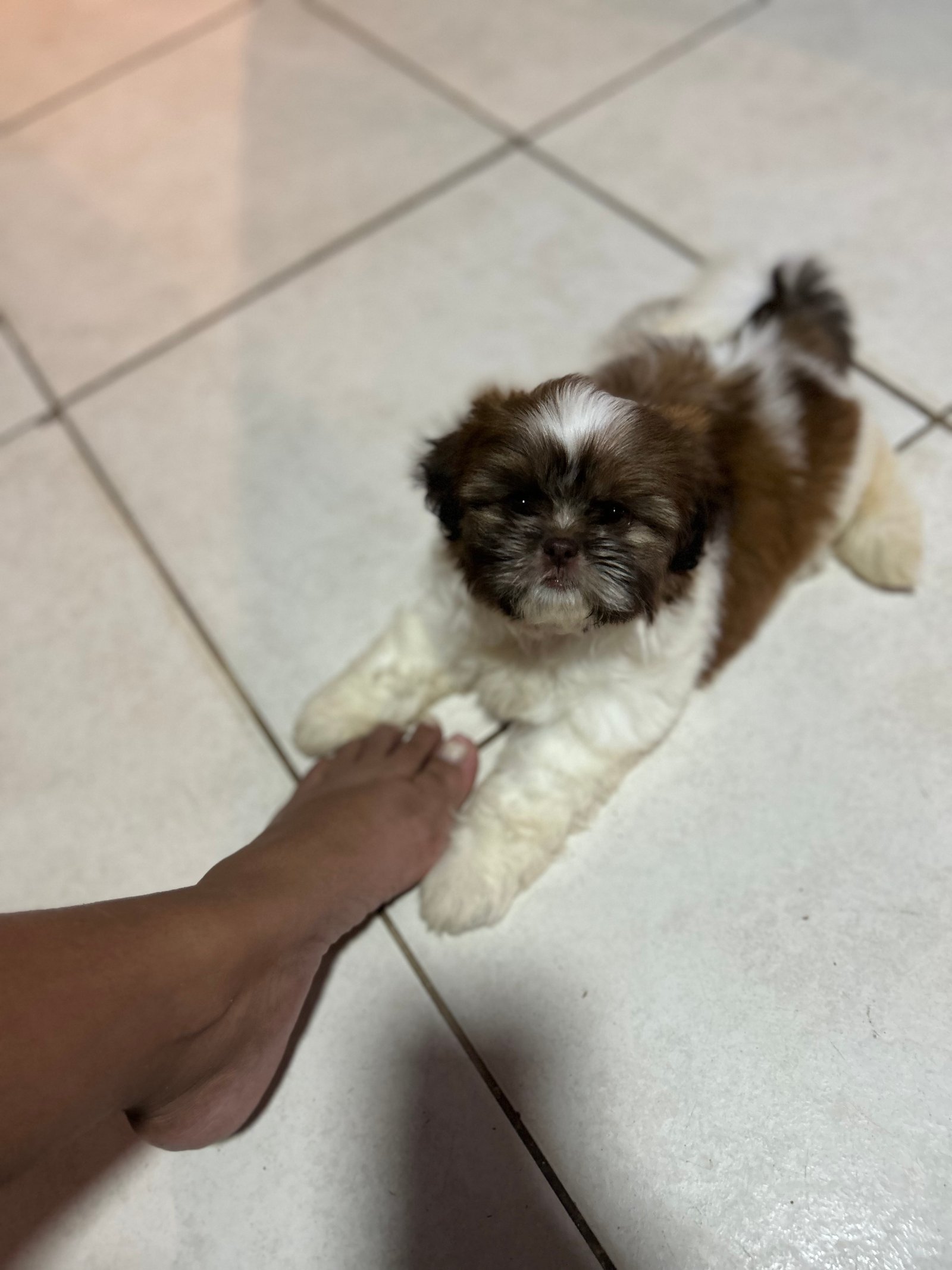 Vendo um filhote de shitzu 2 meses fêmea já com a primeira dose da vacina é vermifugada  - Foto 1