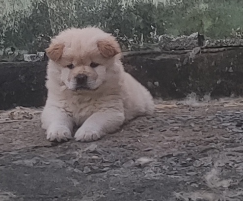 Chow Chow Raça Pura