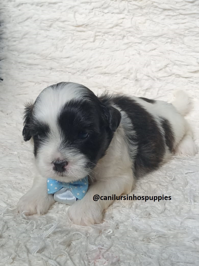 Portal Vendocão lhasa apso adquira hoje seu bebe #canilursinhospuppies  capão redondo 