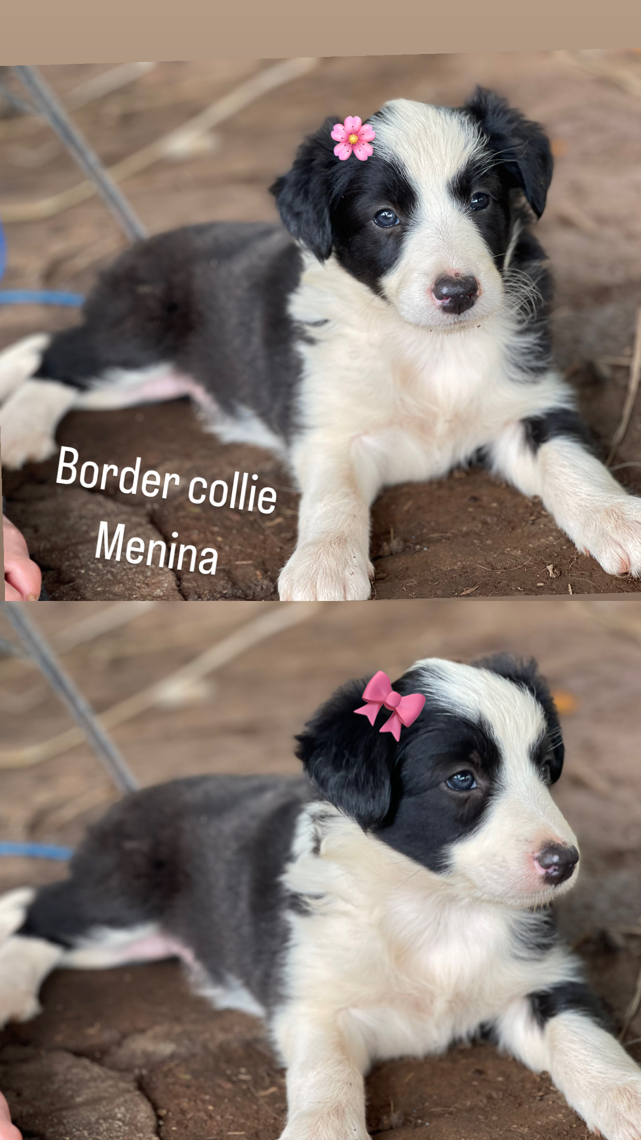 Portal Vendocão Border collie  São Borja rs 