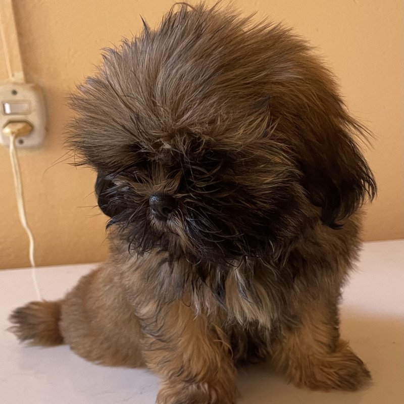 Filhotes de shih tzu macho - Foto 3