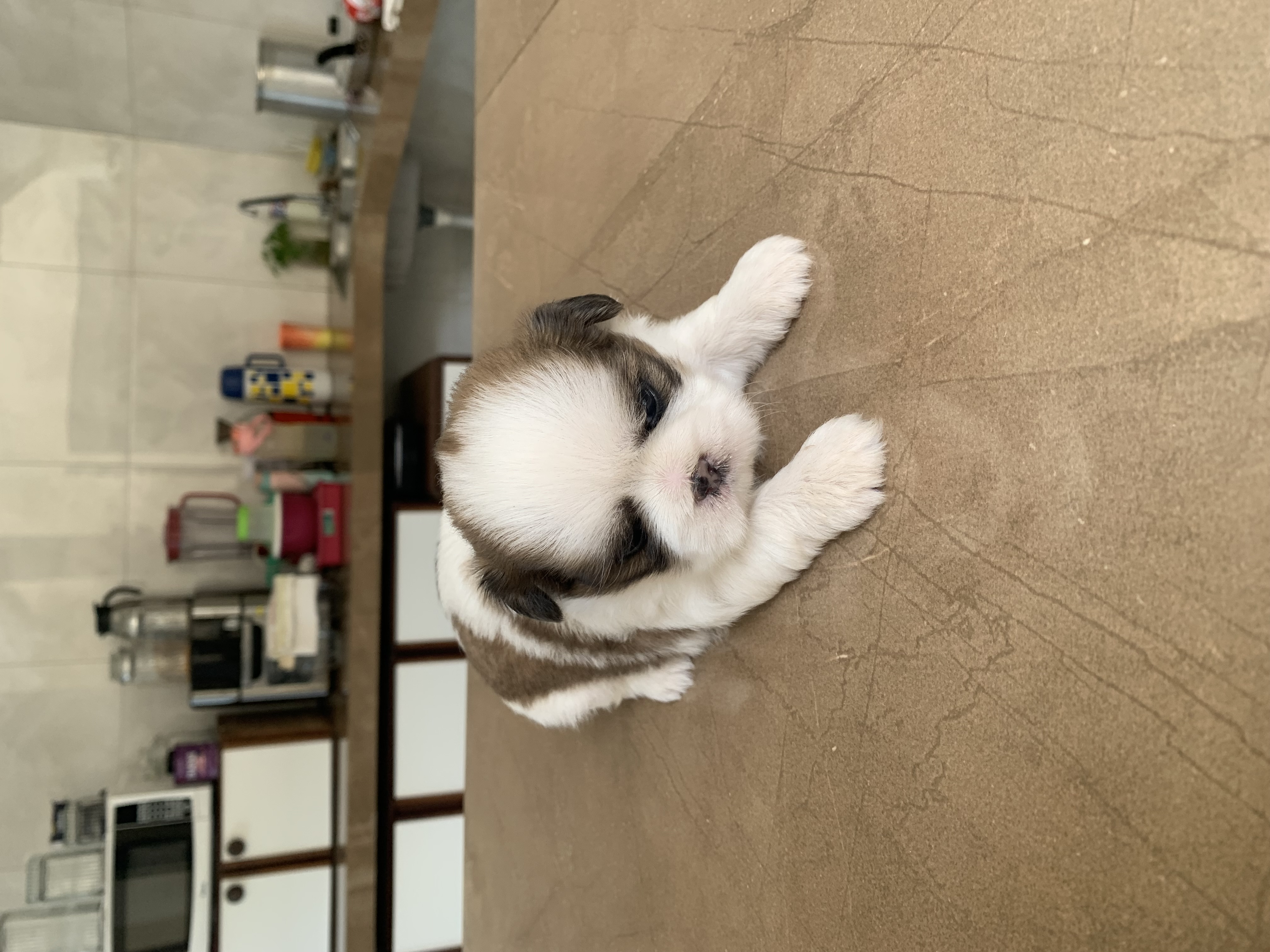 Portal Vendocão Vendo cachorros Shitzu  Parauapebas