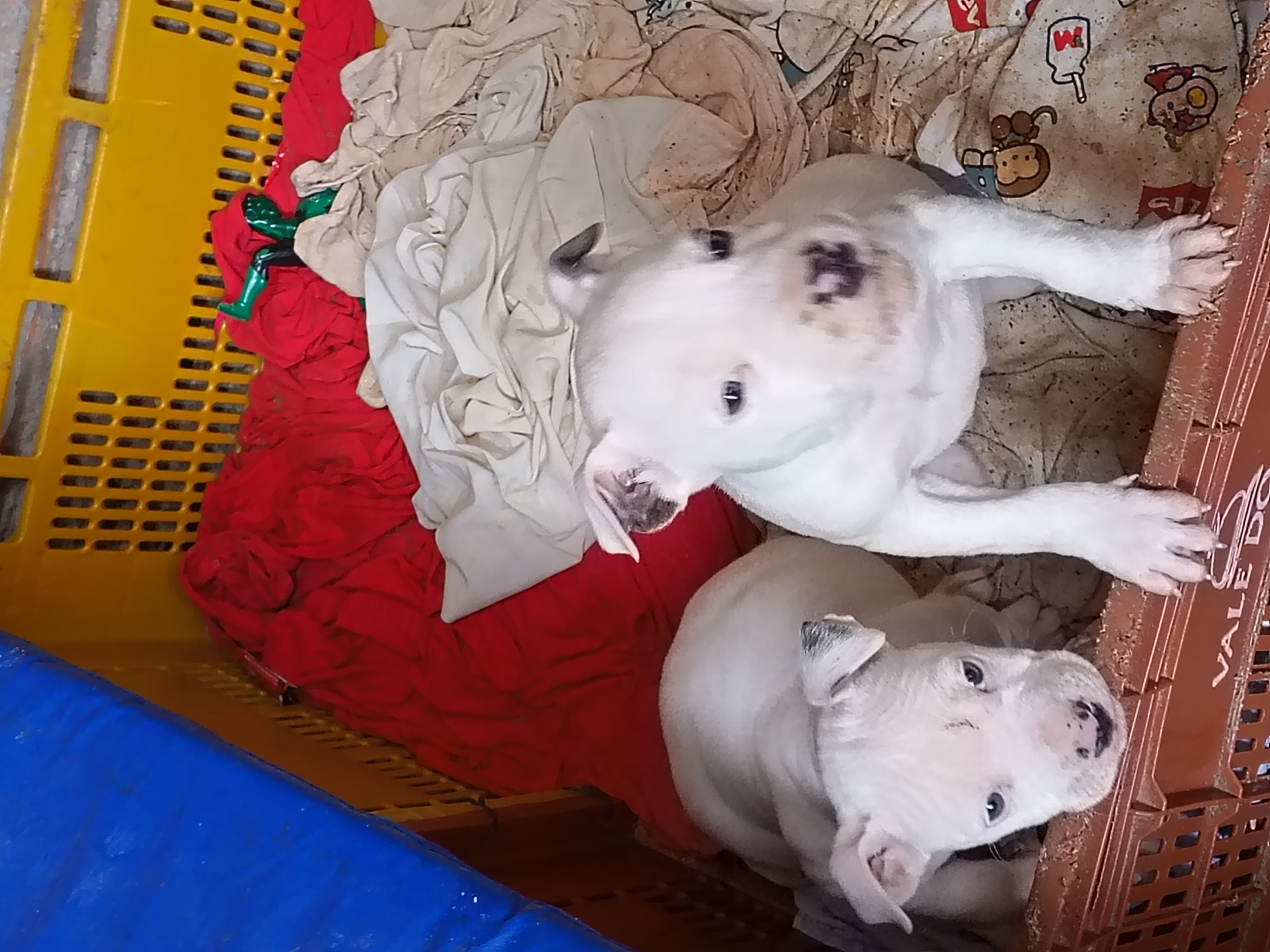 Vendo Pitbull  - Foto 3