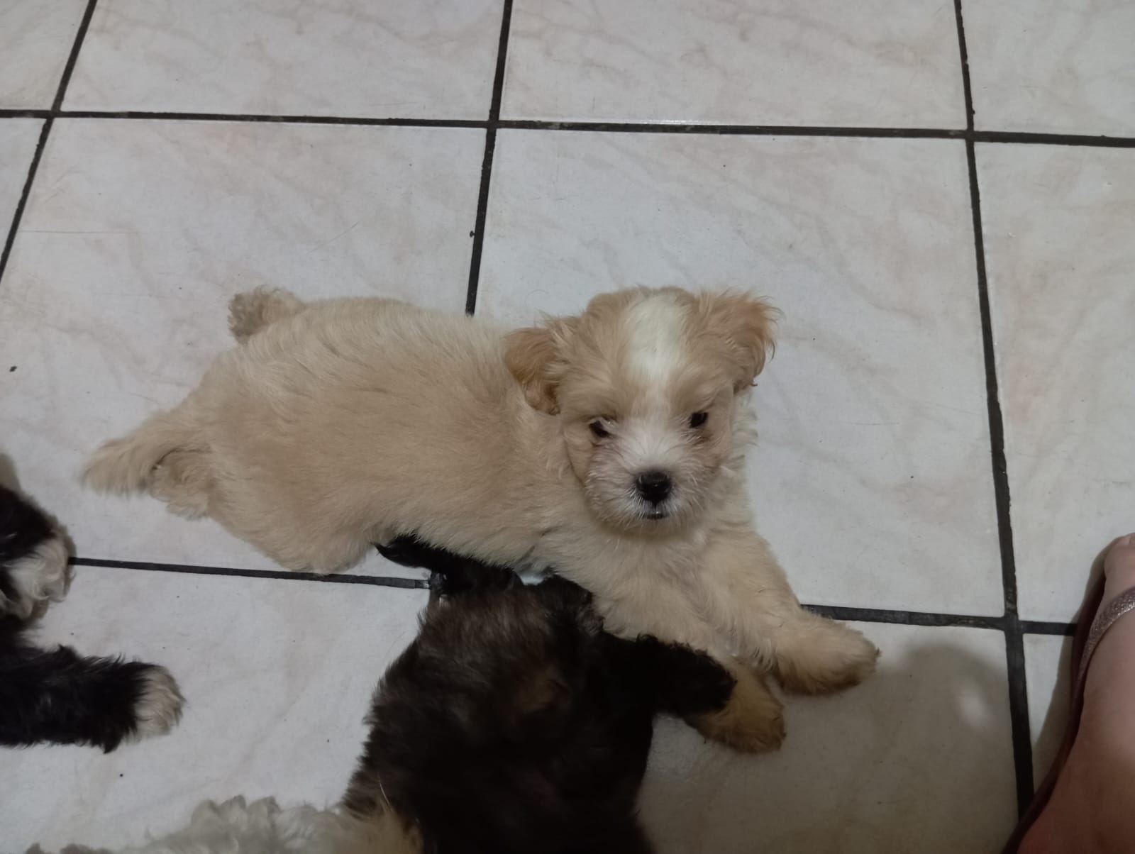 Portal Vendocão Venda Filhotes Belém 