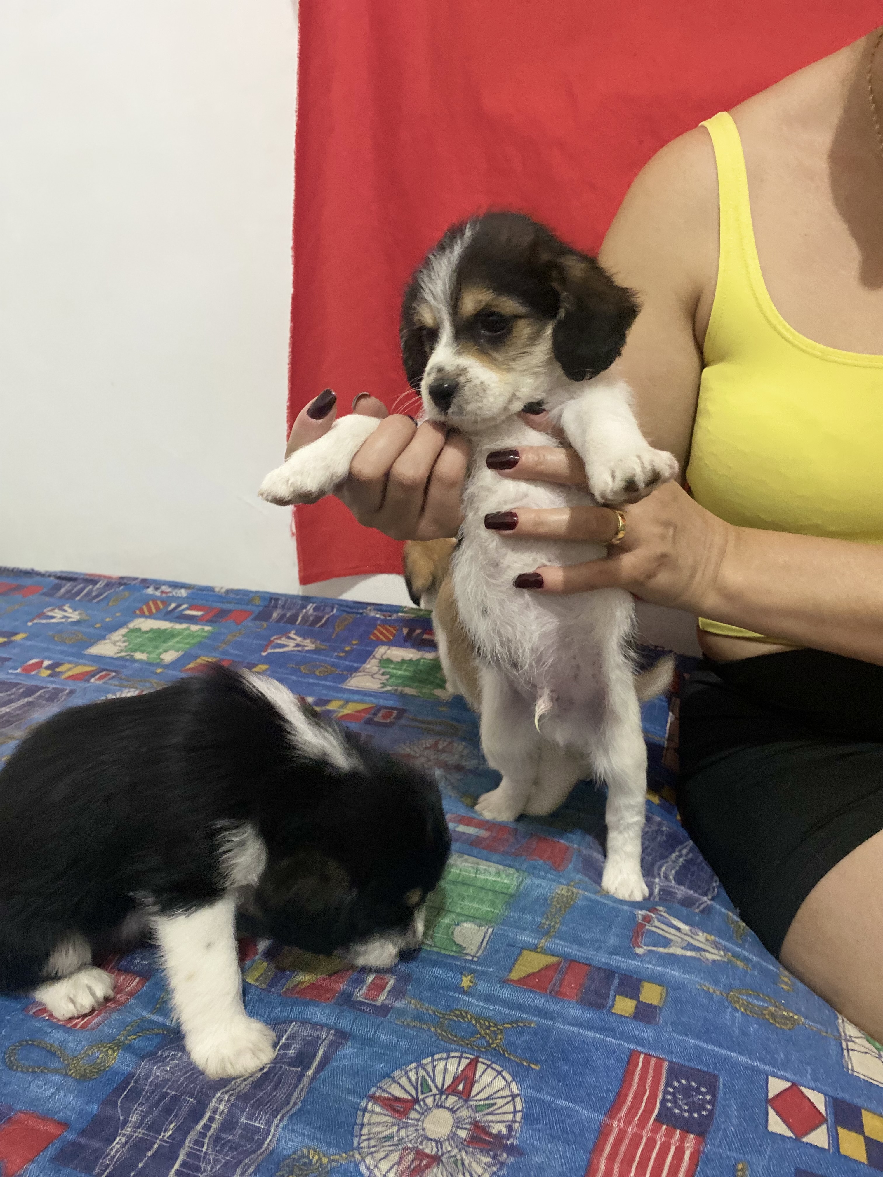 Portal Vendocão Filhotes de Beagle Ibirite