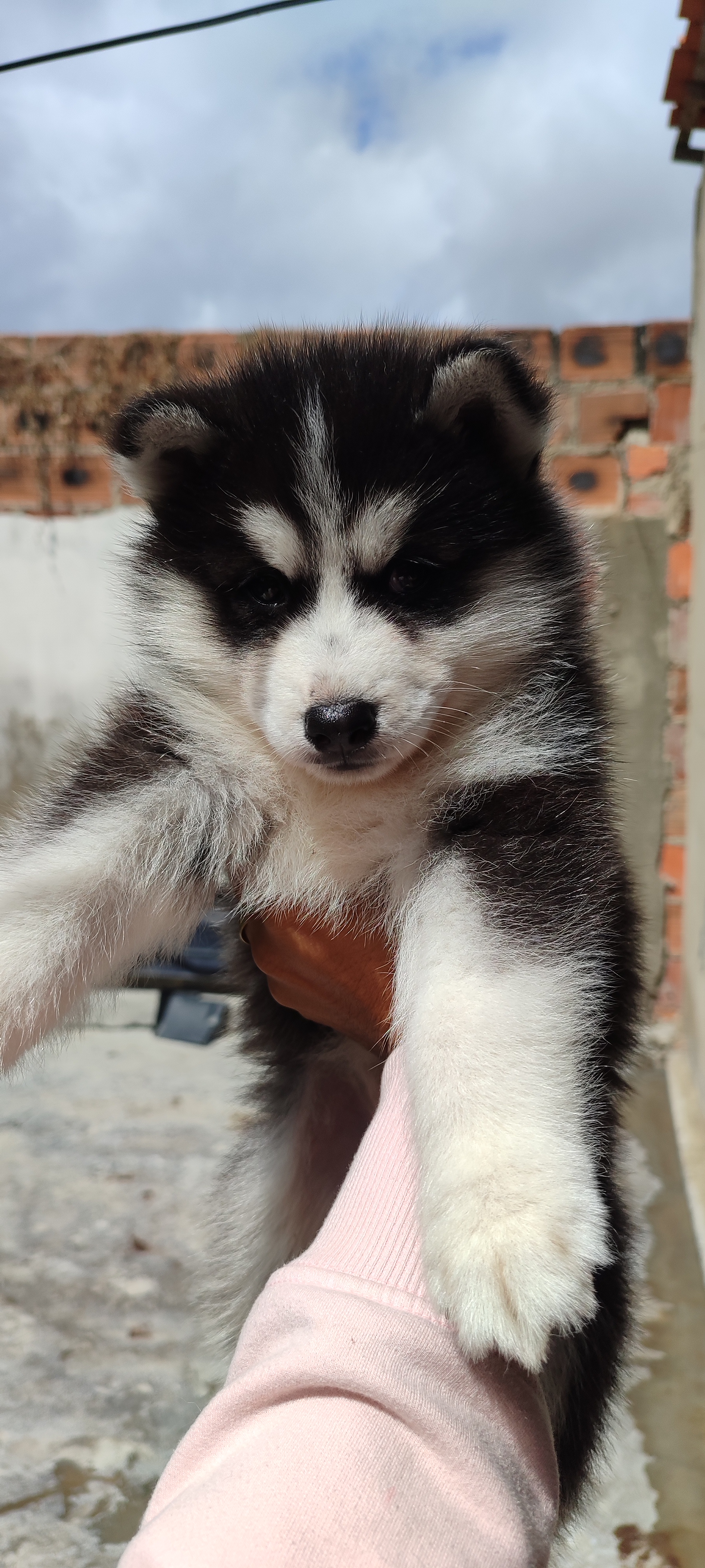 Husky siberiano fêmea  - Foto 1
