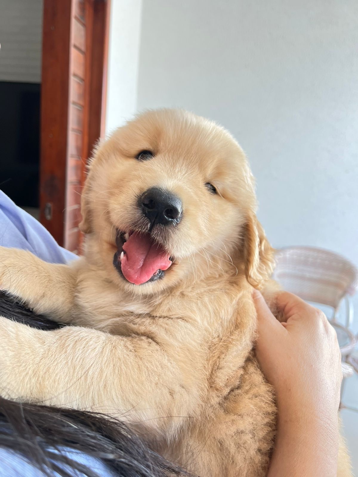 Portal Vendocão Filhote de golden retriever macho disponível vacinado e vermífugado 💛 Maracanaú