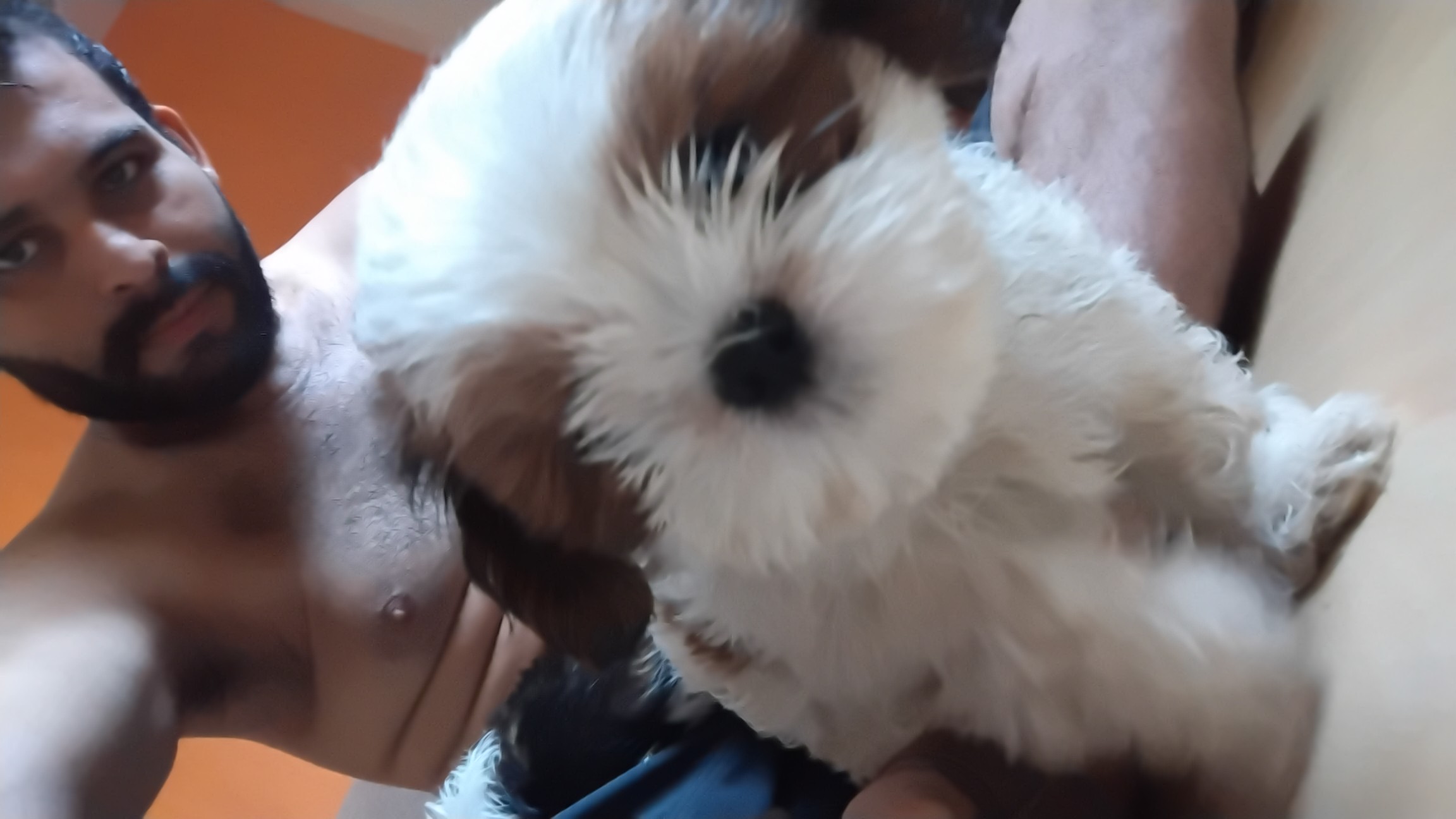  vendo Fêmeas Shih tzu - Foto 4