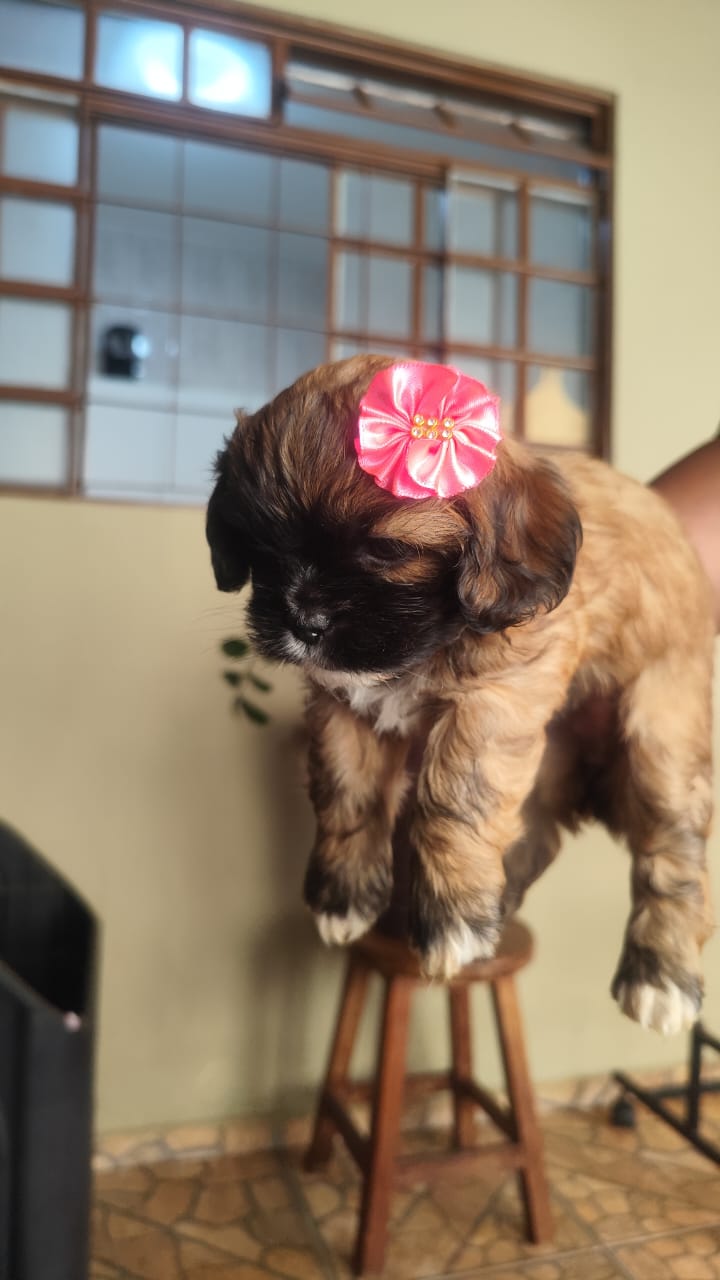 Portal Vendocão Shitzu Ourinhos 