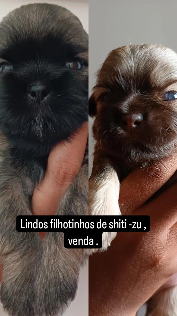 filhotes de Shih Tzu Lauro de Freitas 