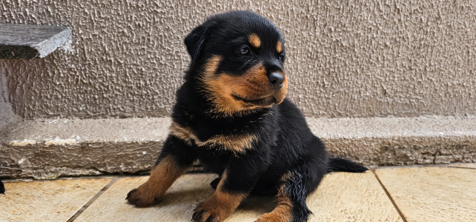 Portal Vendocão Filhote Rottweiler Femea Belo Horizonte