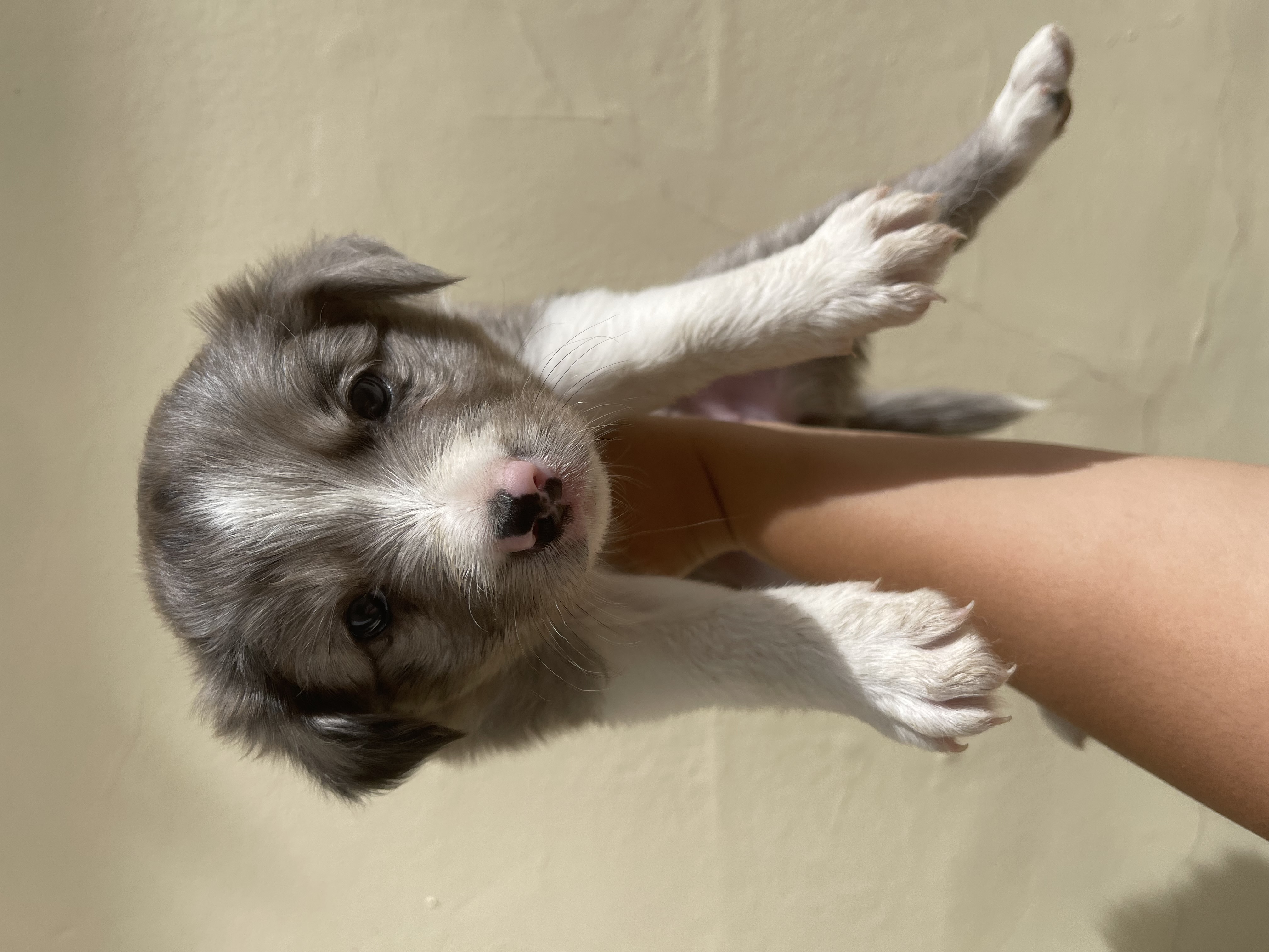 Portal Vendocão Filhotes de border collie Goiânia 