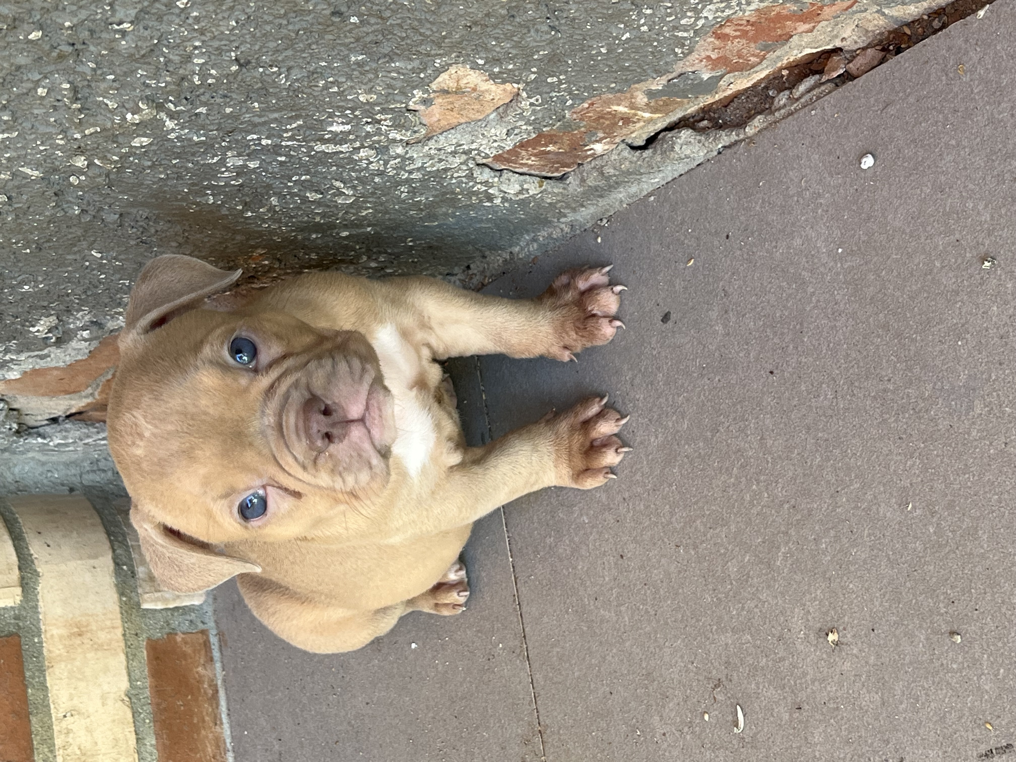 Portal Vendocão American bully São João de meriti