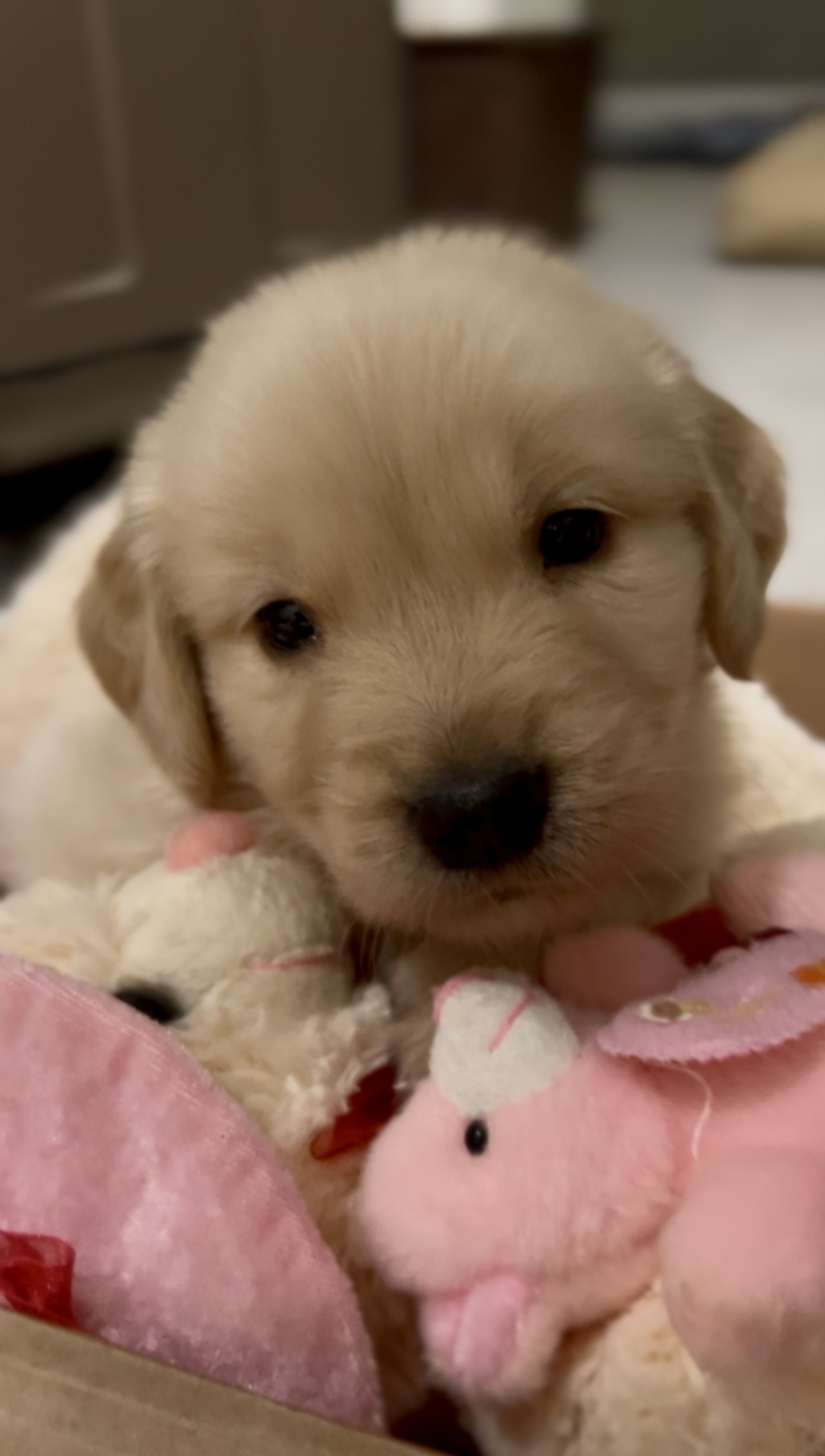 Portal Vendocão Lindos Filhotes de Golden Retriever Disponíveis!!! Porto Velho 