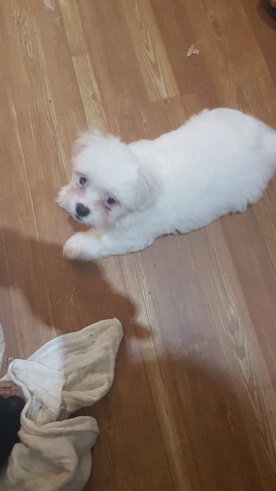 Portal Vendocão Filhote de Maltês Porto Alegre