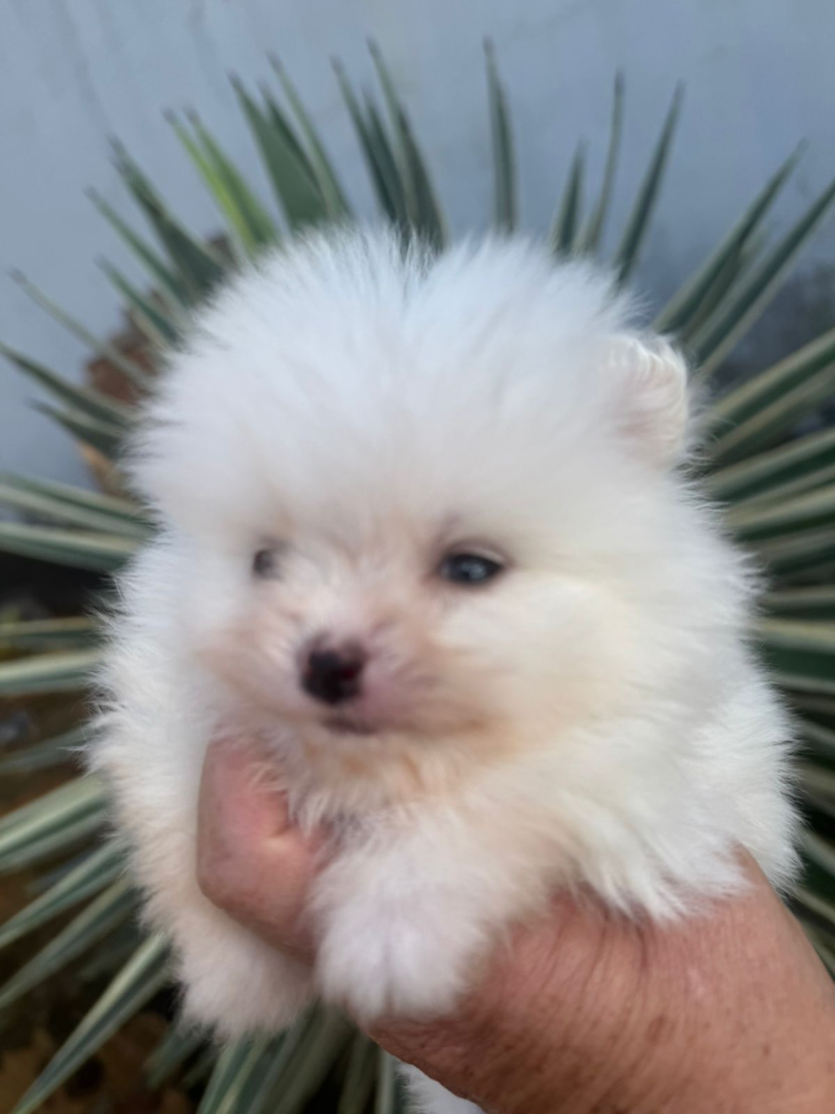 Filhotes de Lulu da Pomerânia disponíveis – Machos com 40 dias - Foto 3