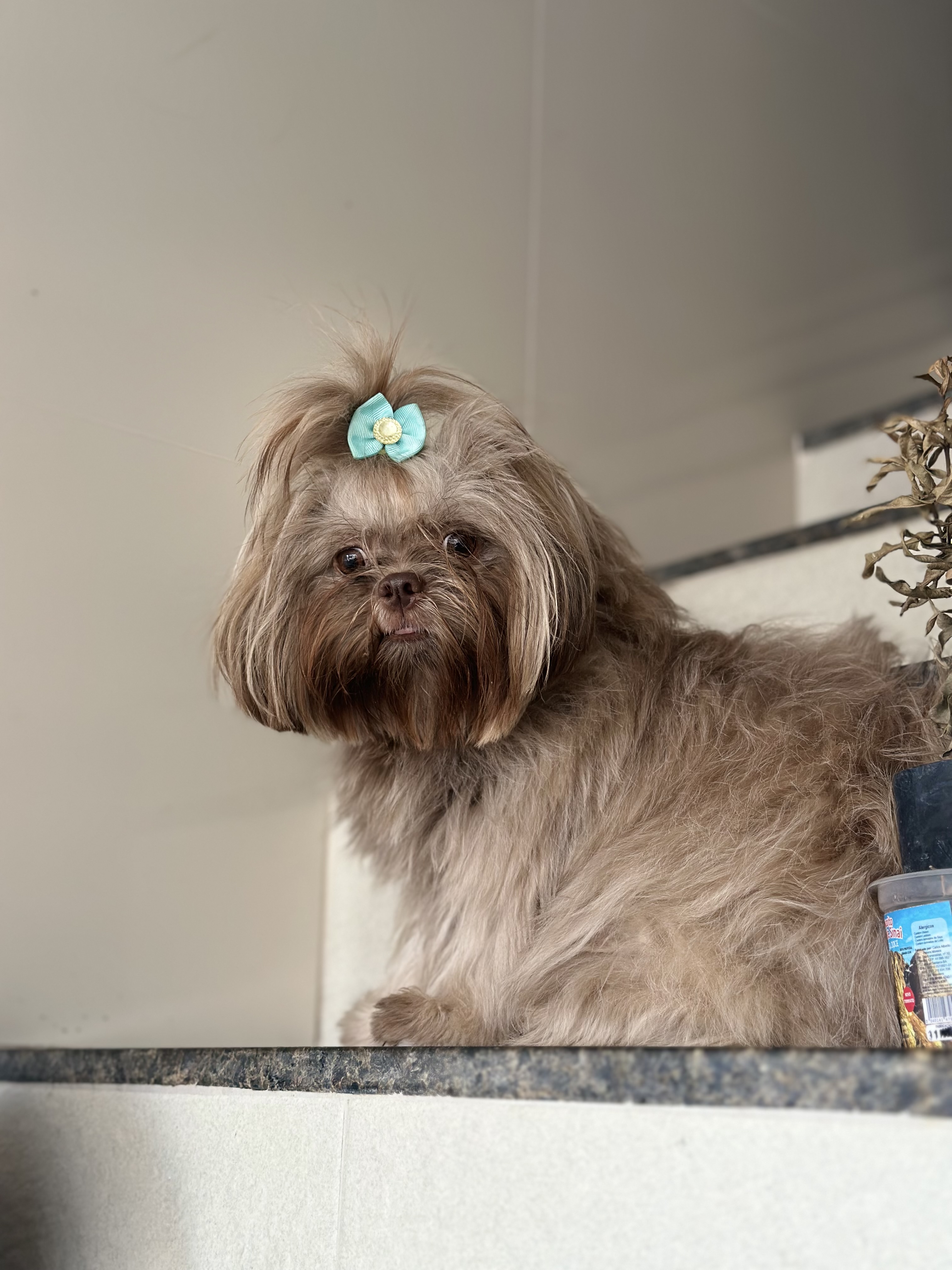 Shih Tzu exótico chocolate(macho e fêmea) - Foto 3